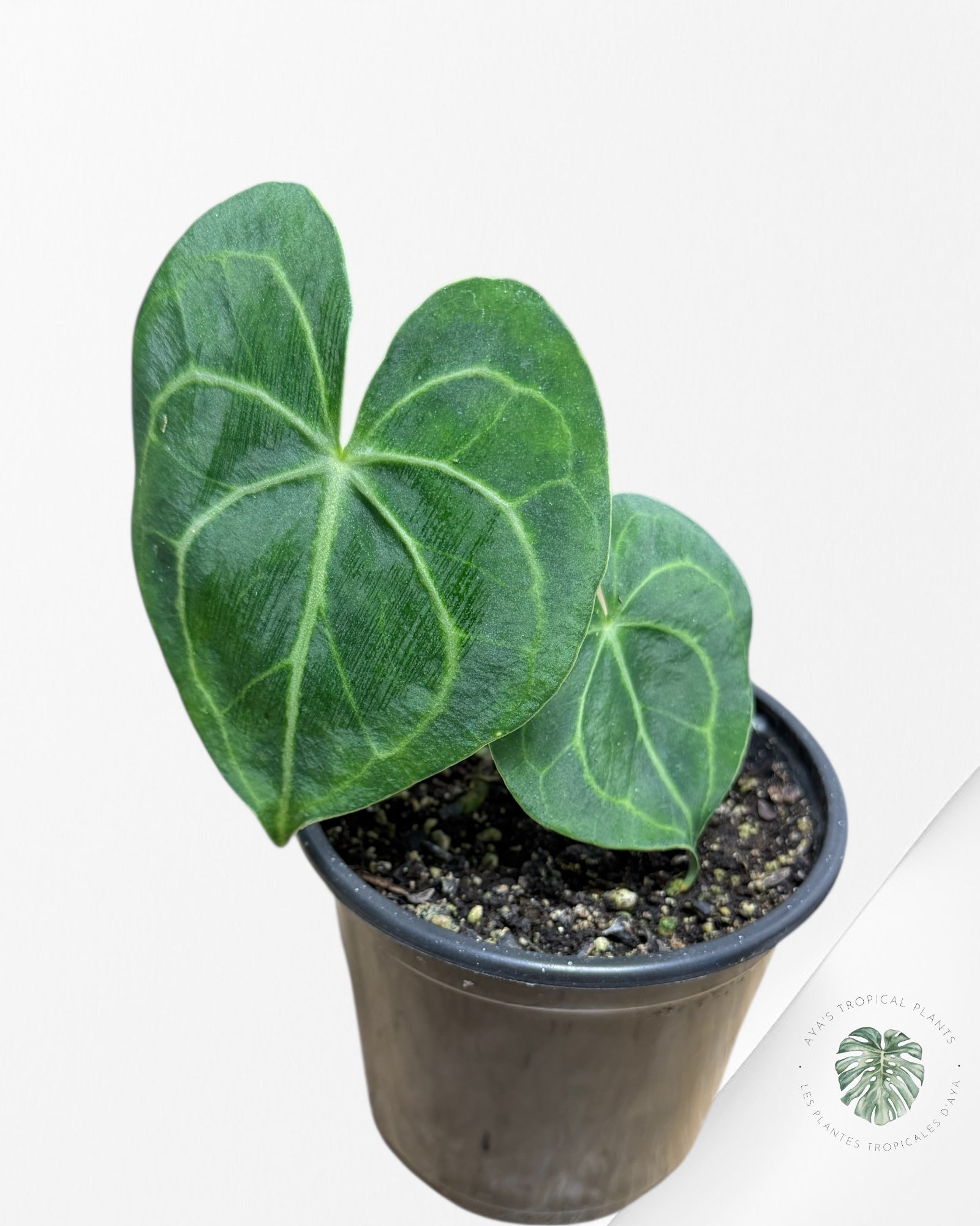 Anthurium Magnificum x Crystallinum-AM1