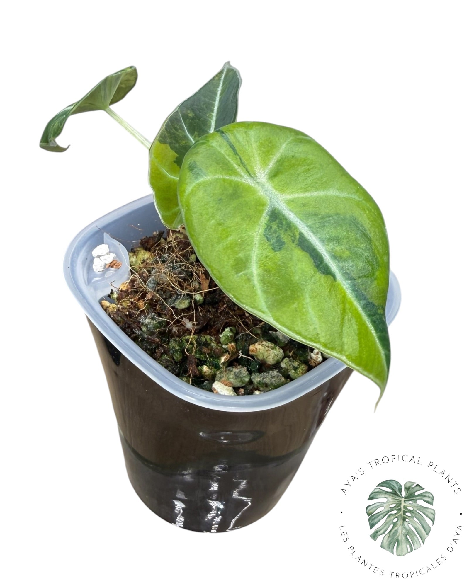 Alocasia Black Velvet Aurea Variegated