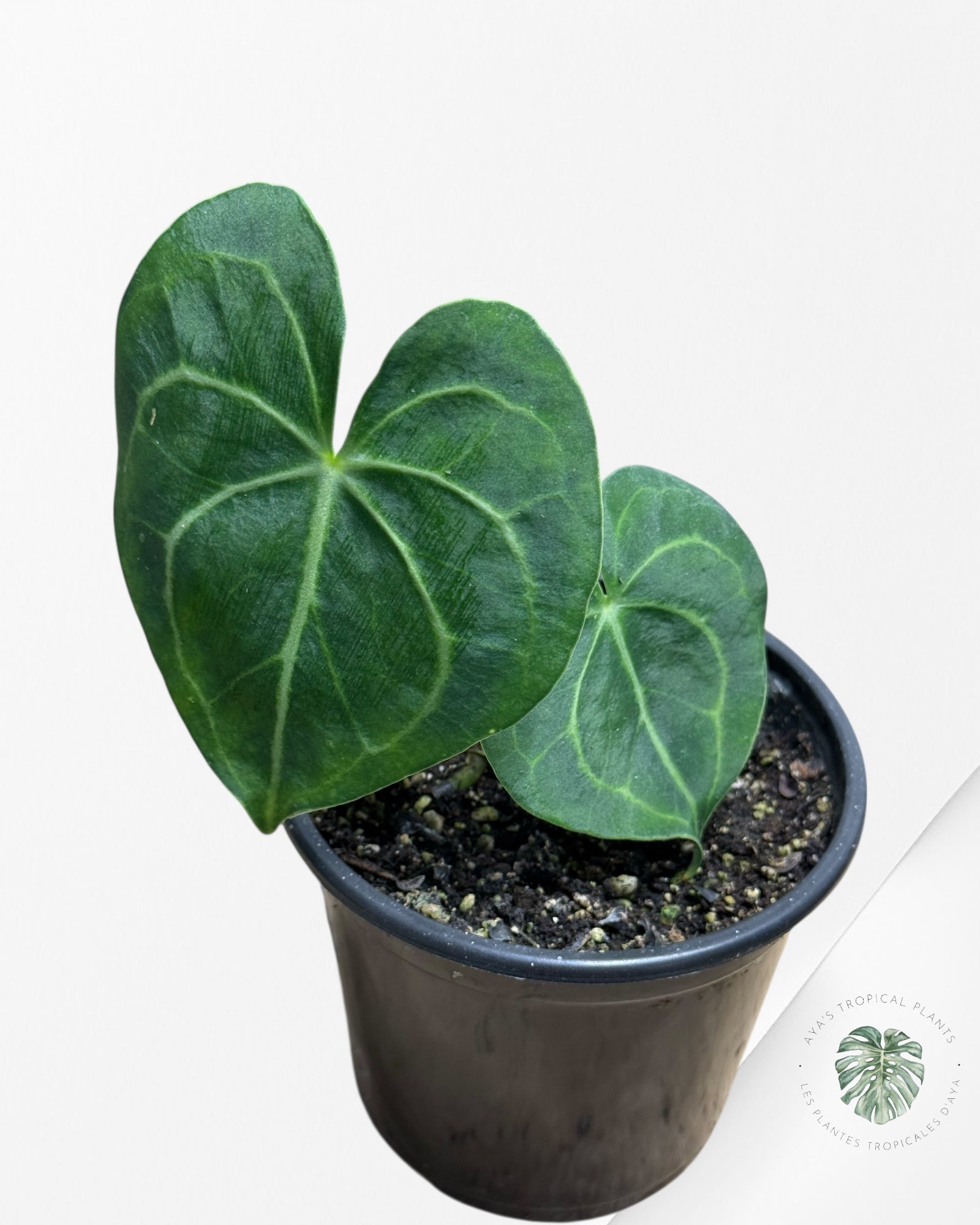 Anthurium Magnificum x Crystallinum-AM1