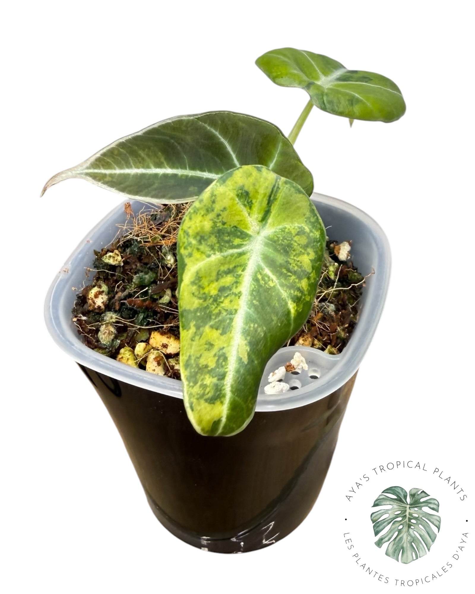 Alocasia Black Velvet Aurea Variegated