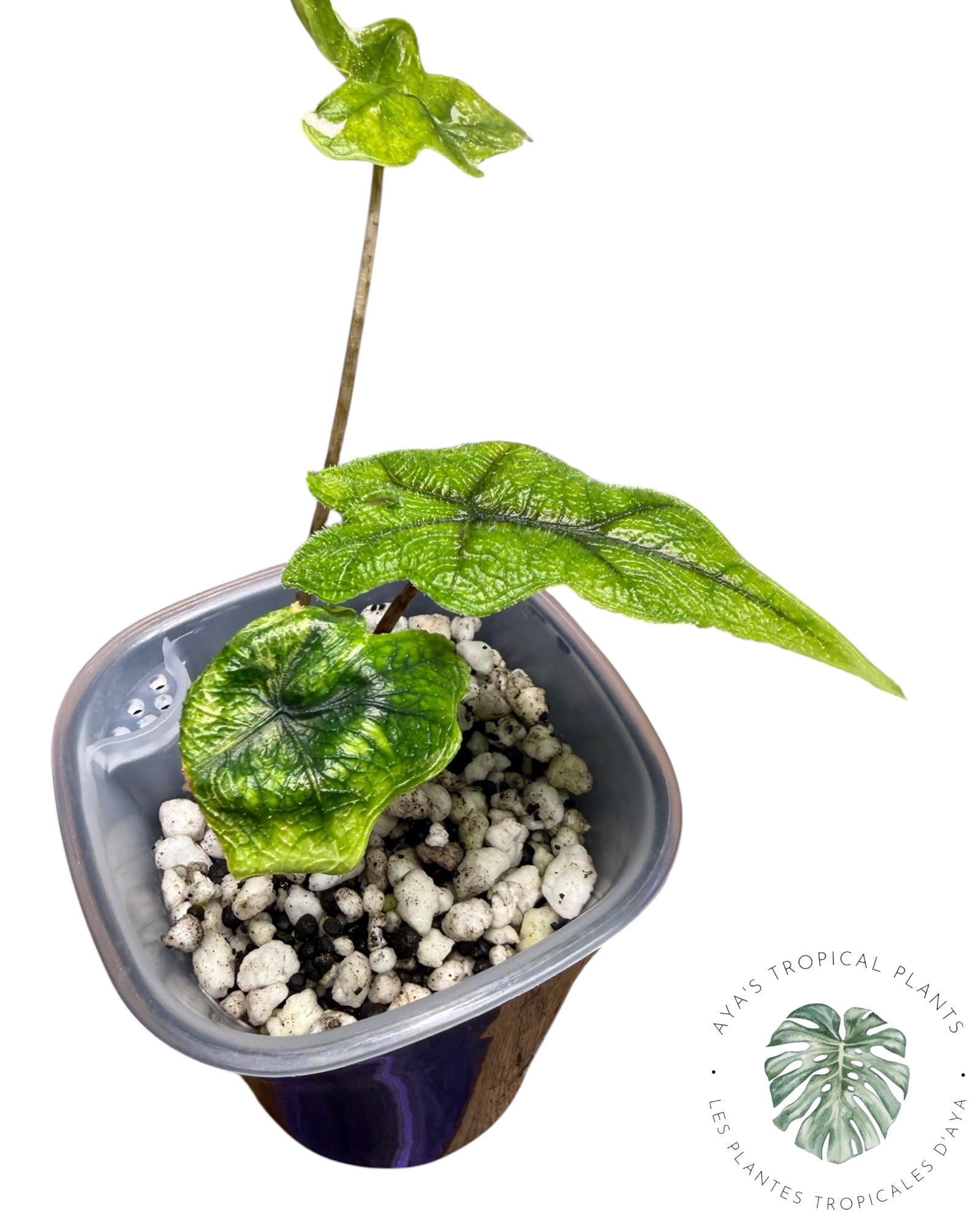 Alocasia Jacklyn Mystic panaché