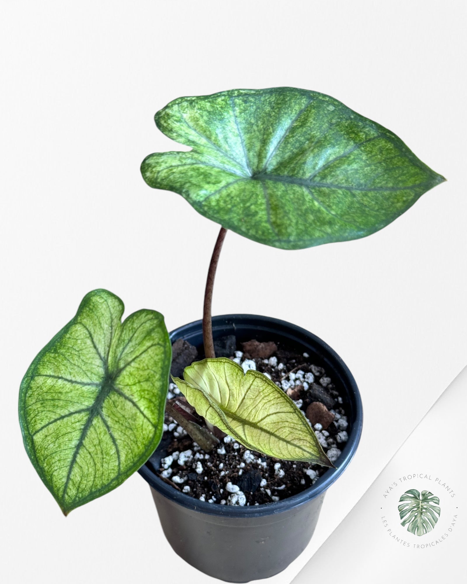 Monstera Thai Constellation JA55