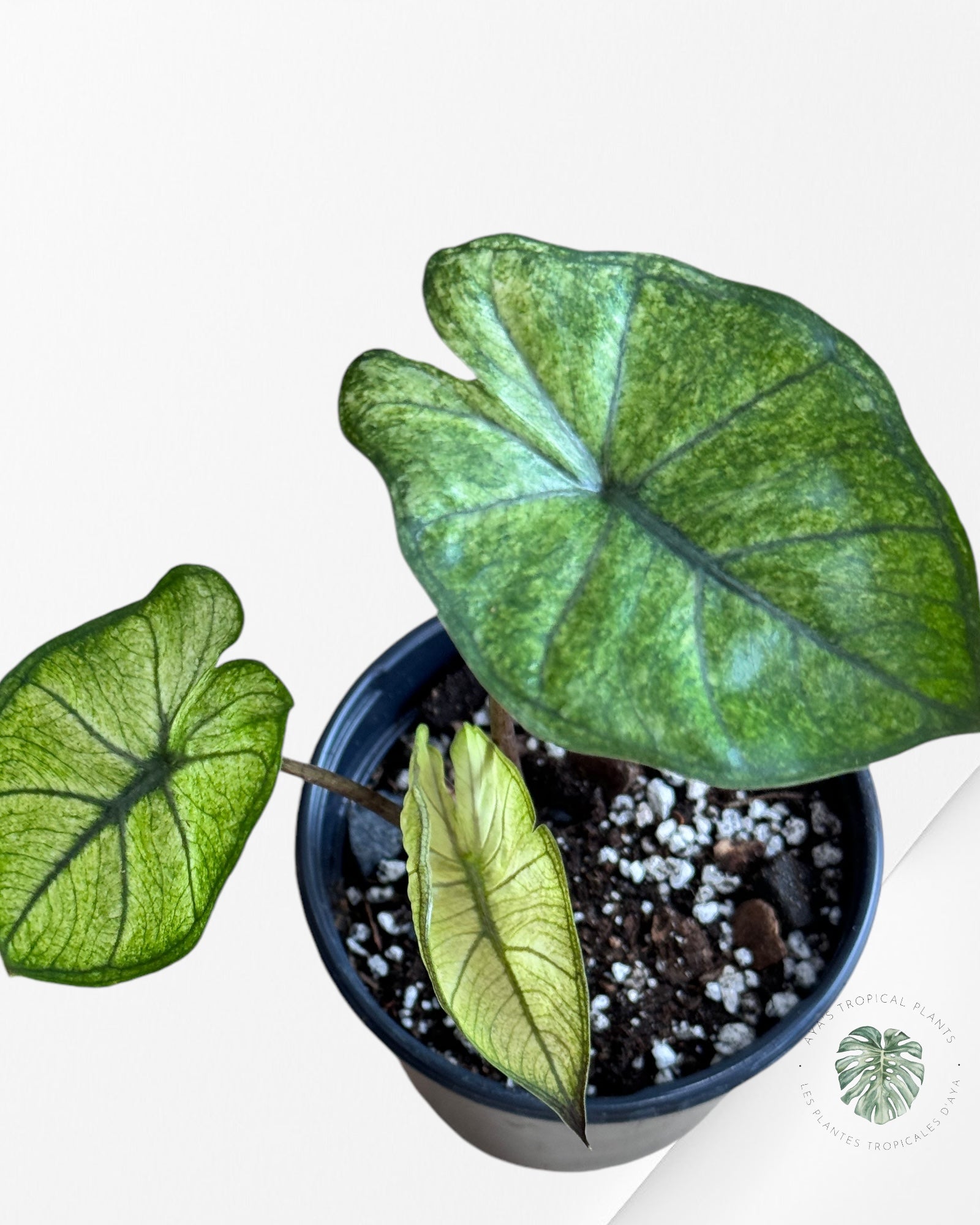 Monstera Thai Constellation JA55
