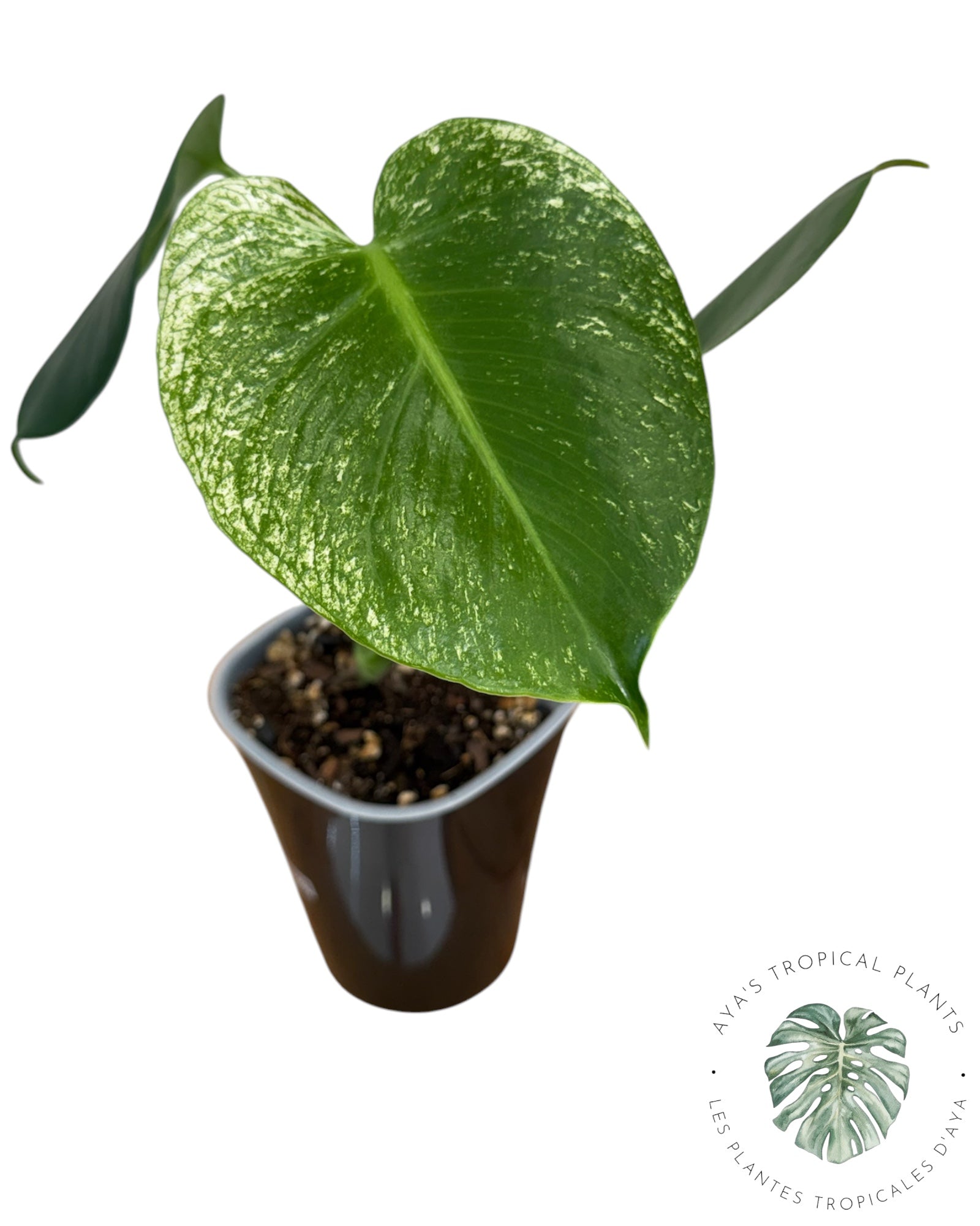 Monstera Deliciosa 'Monstre du Diable'