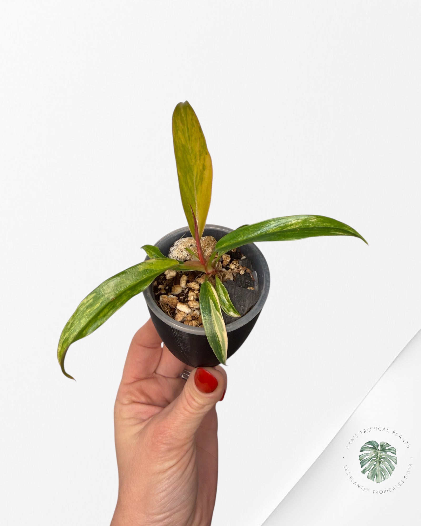 Philodendron Caramel Marble | Plante rare cultivée en culture tropicale | Plantes tropicales d'Aya