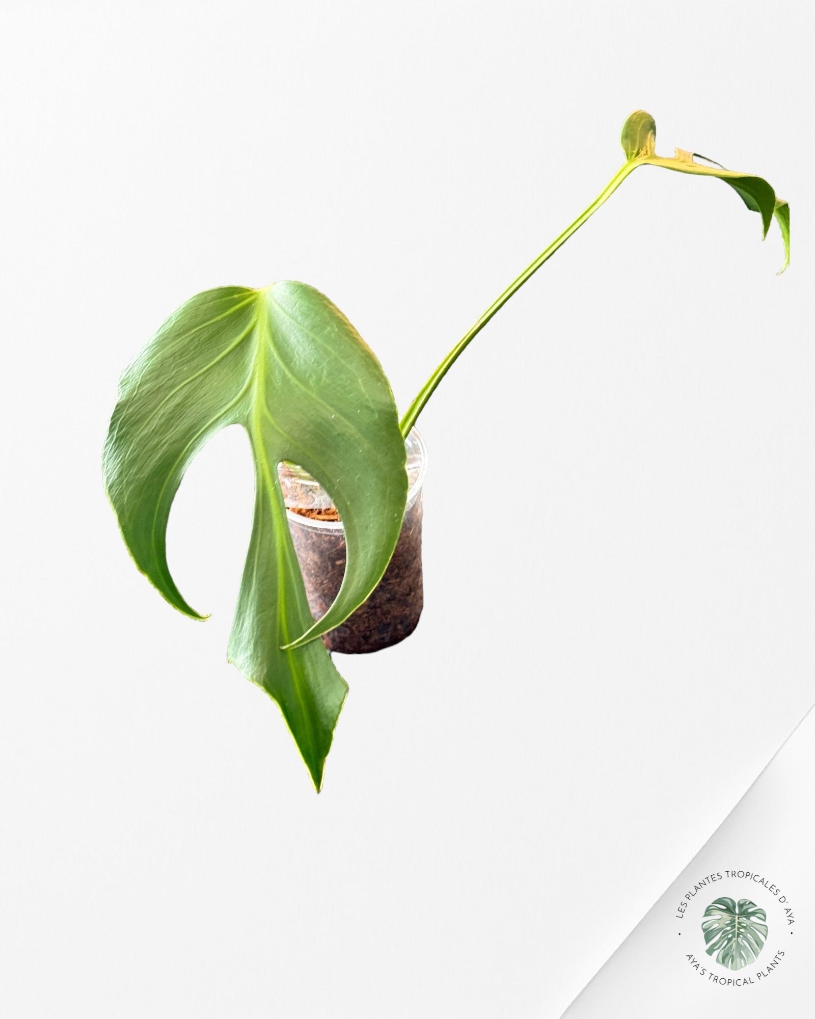 Monstera Thai Constellation JA55