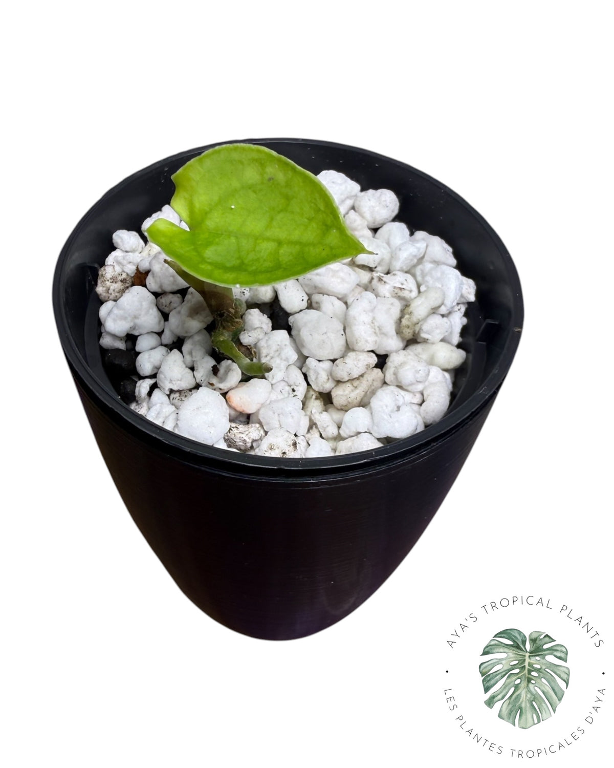 Anthurium Black Magic
