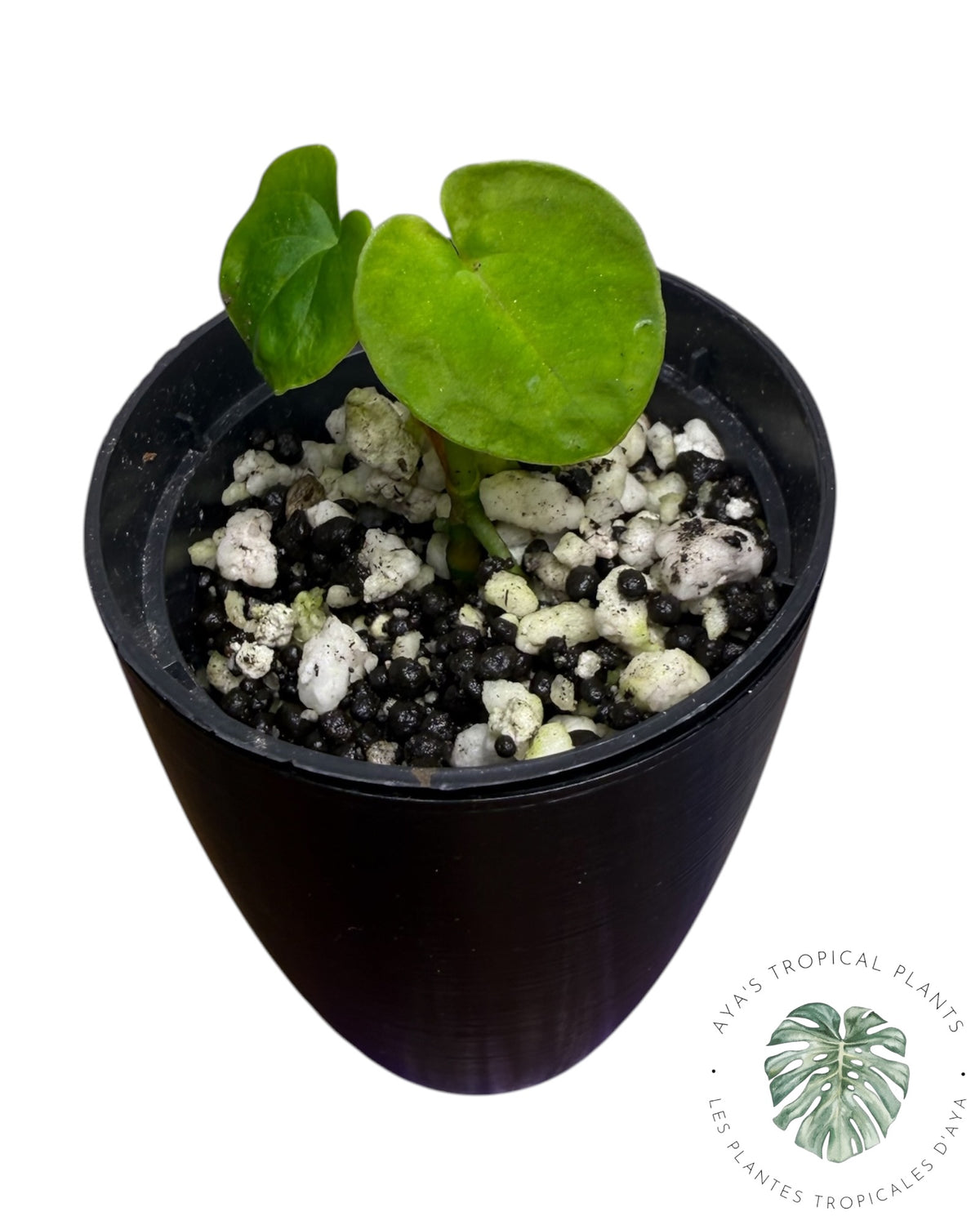 Anthurium Magie Noire