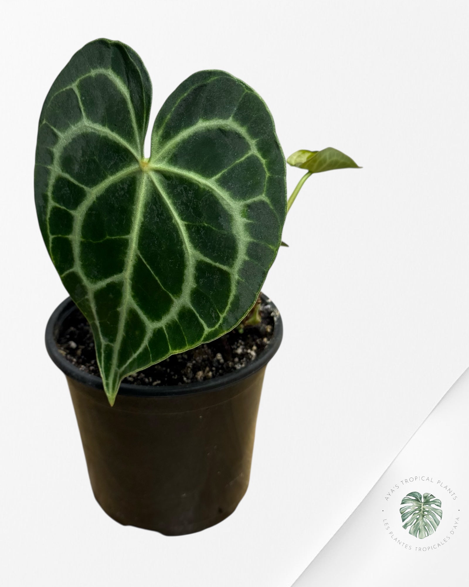 Anthurium Clarinervium KING - CM10