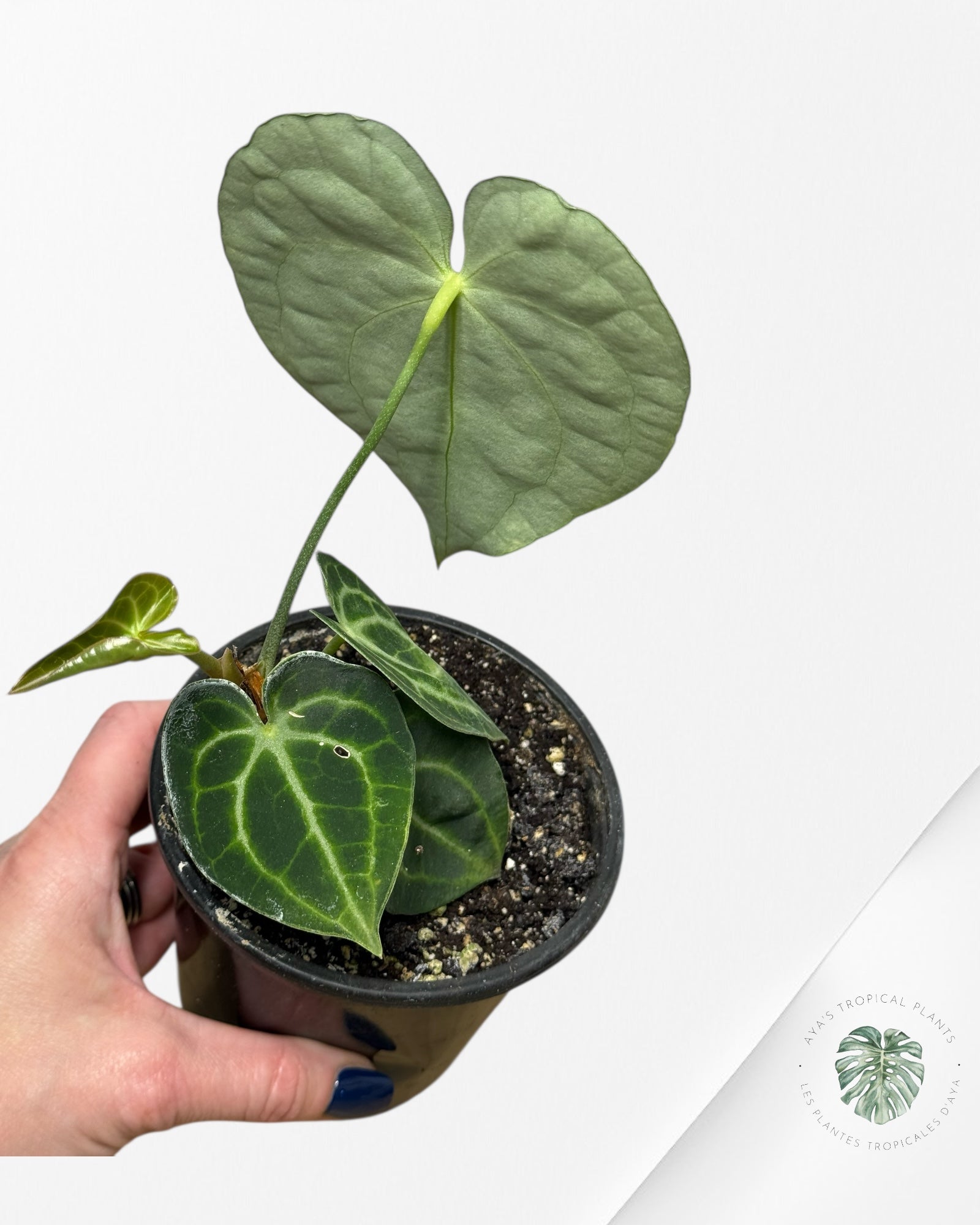 Anthurium Clarinervium KING - CM10