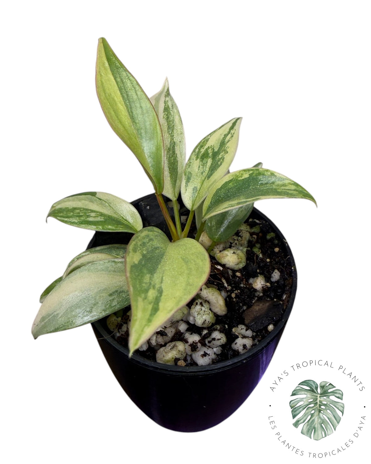 Philodendron Atabapoense Pink