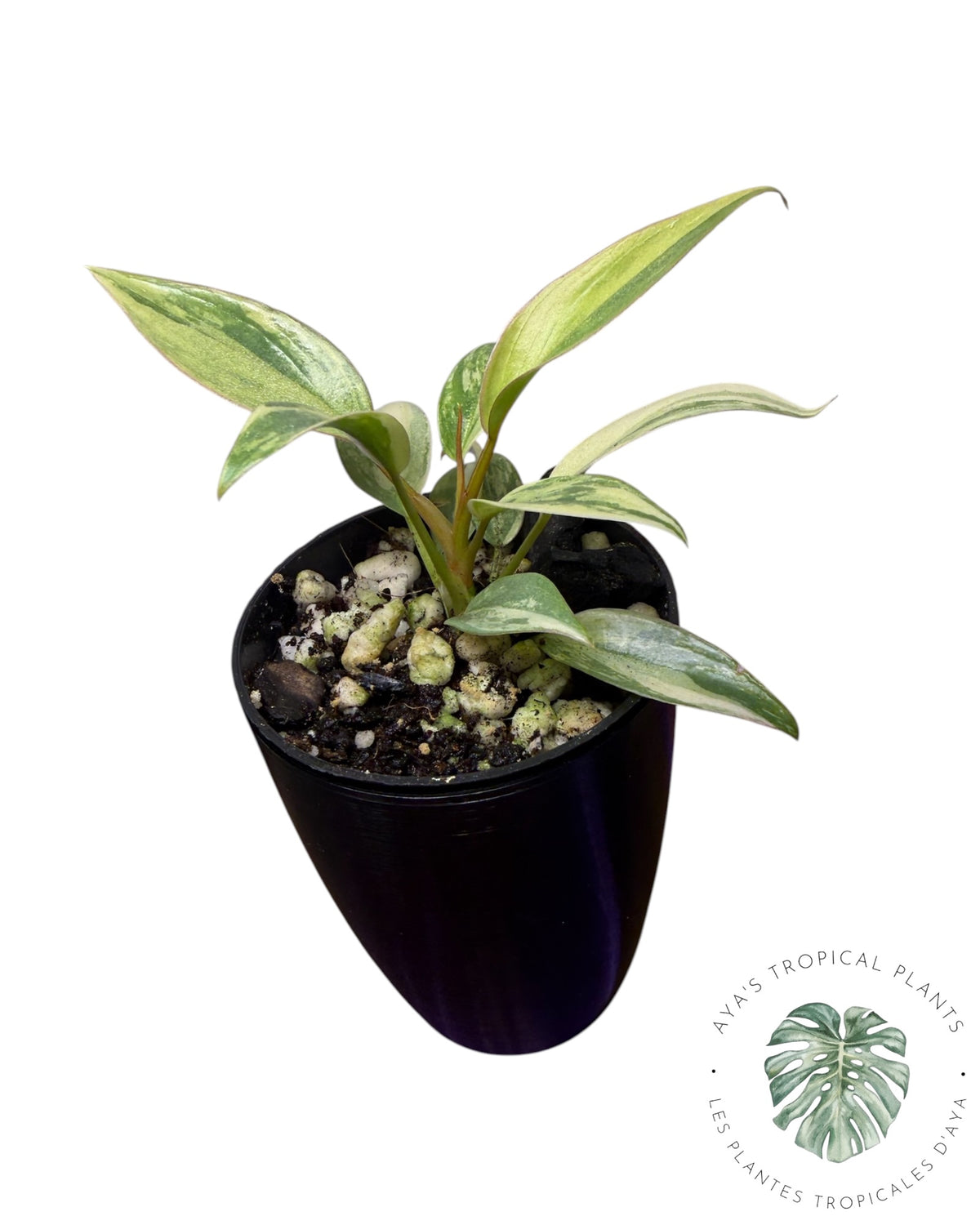 Philodendron Atabapoense Pink