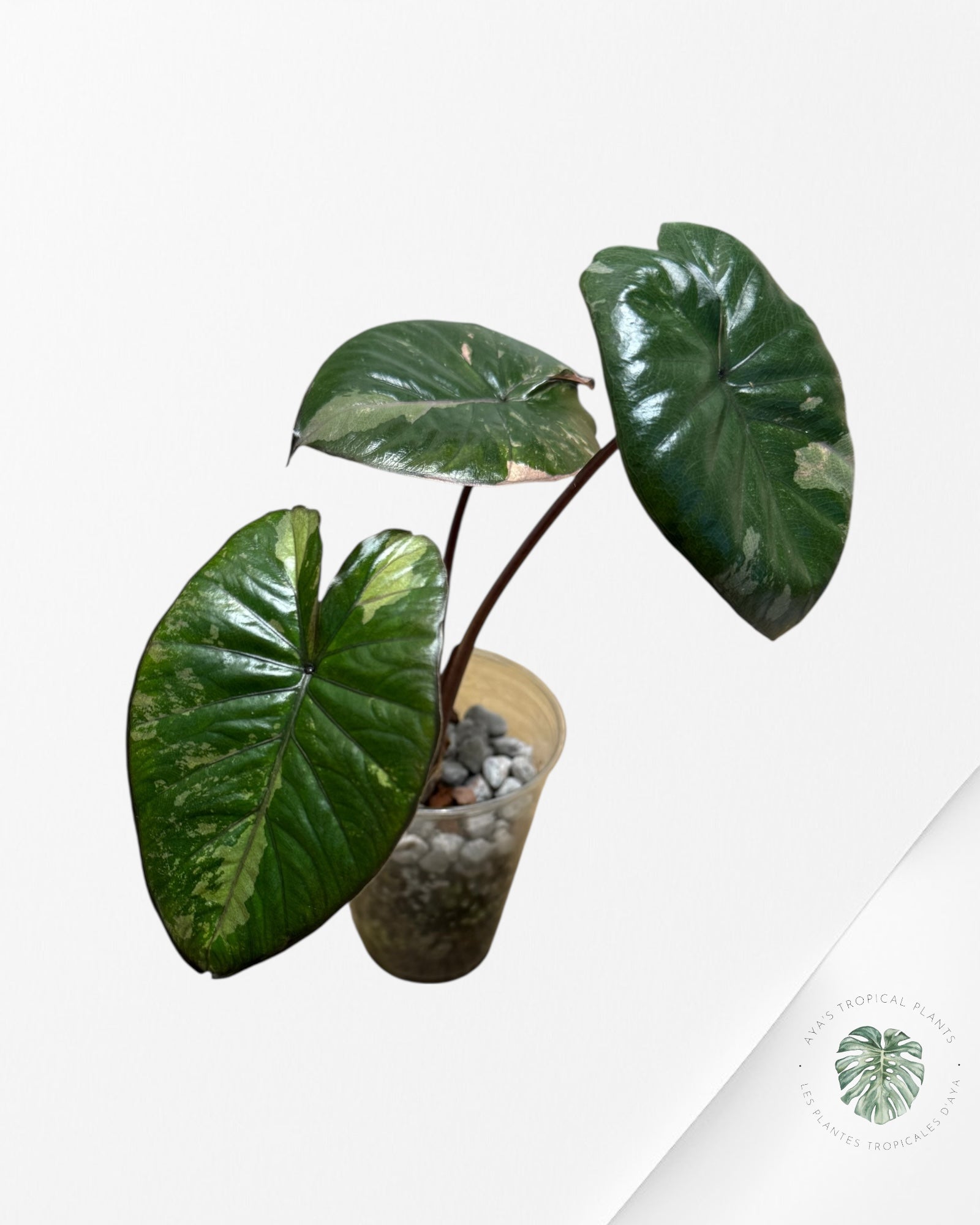 Alocasia Yucatan Princess Variegated