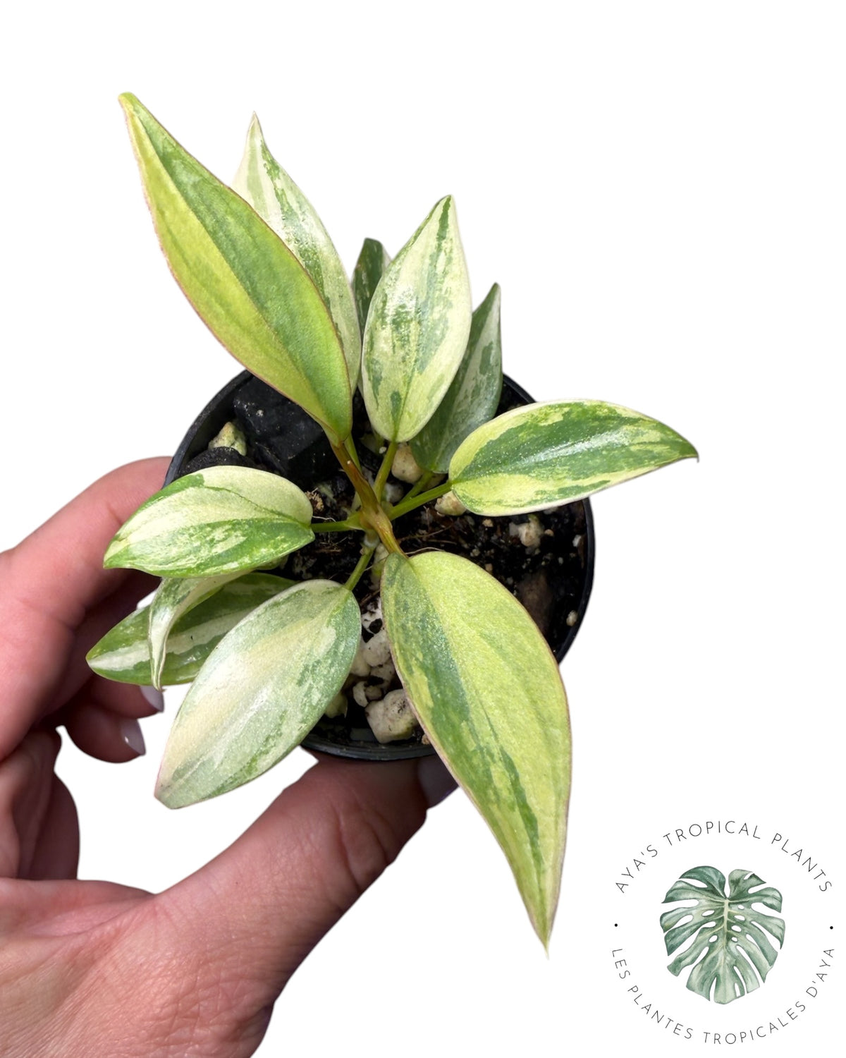 Philodendron Atabapoense Pink