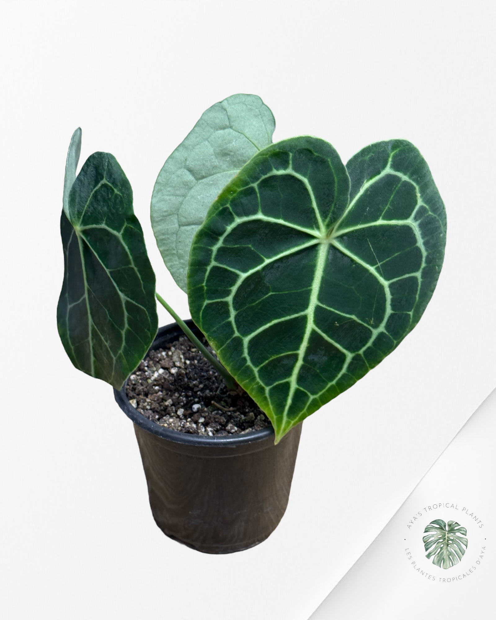 Anthurium Clarinervium KING - CM9