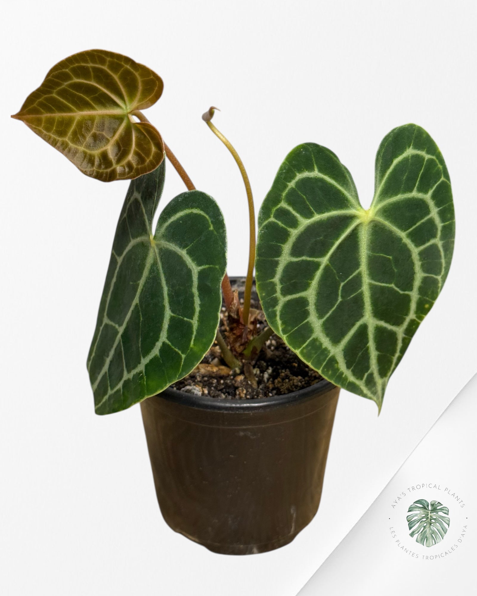 Anthurium Clarinervium KING - CM8