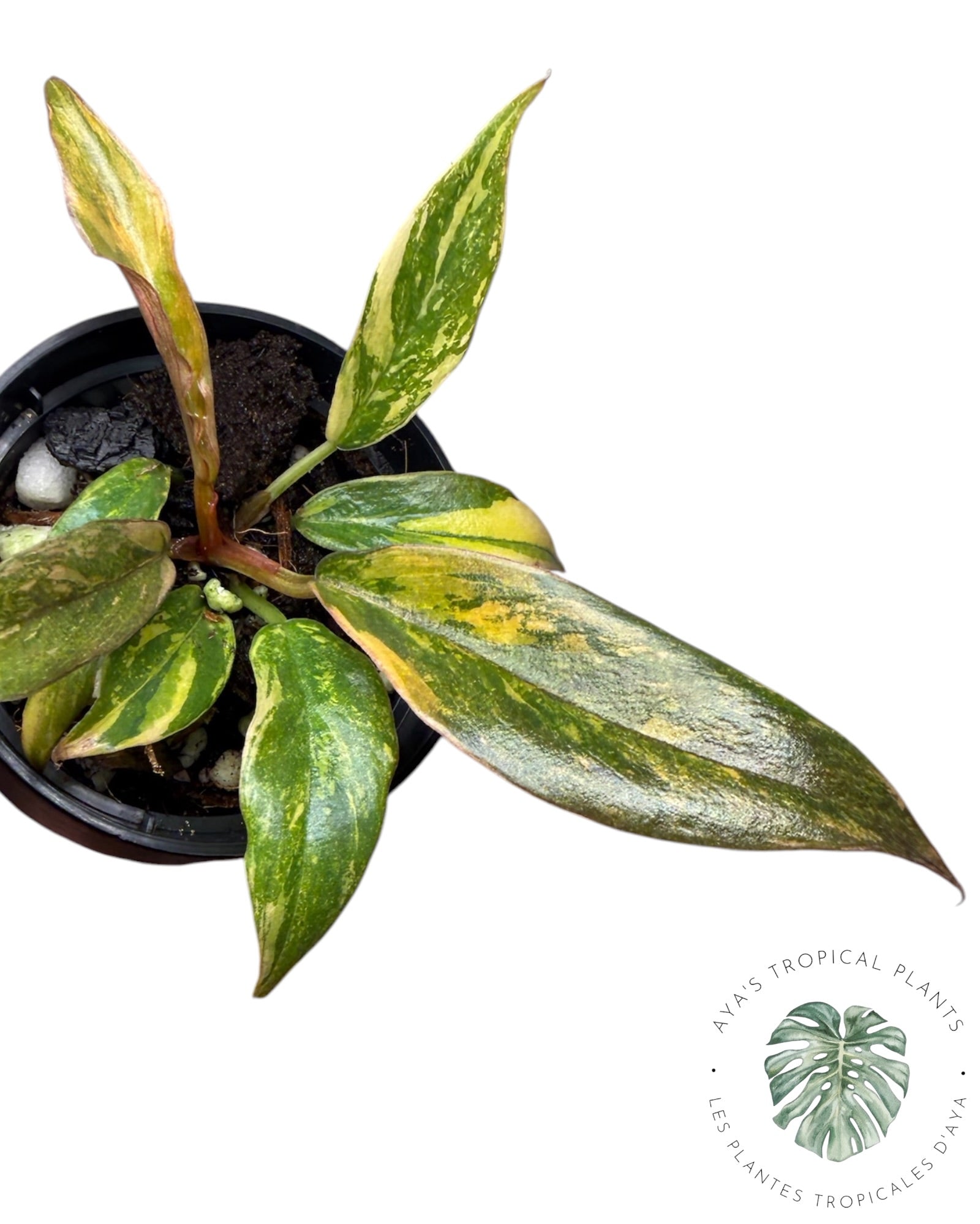 Philodendron Caramel Fire Tiger