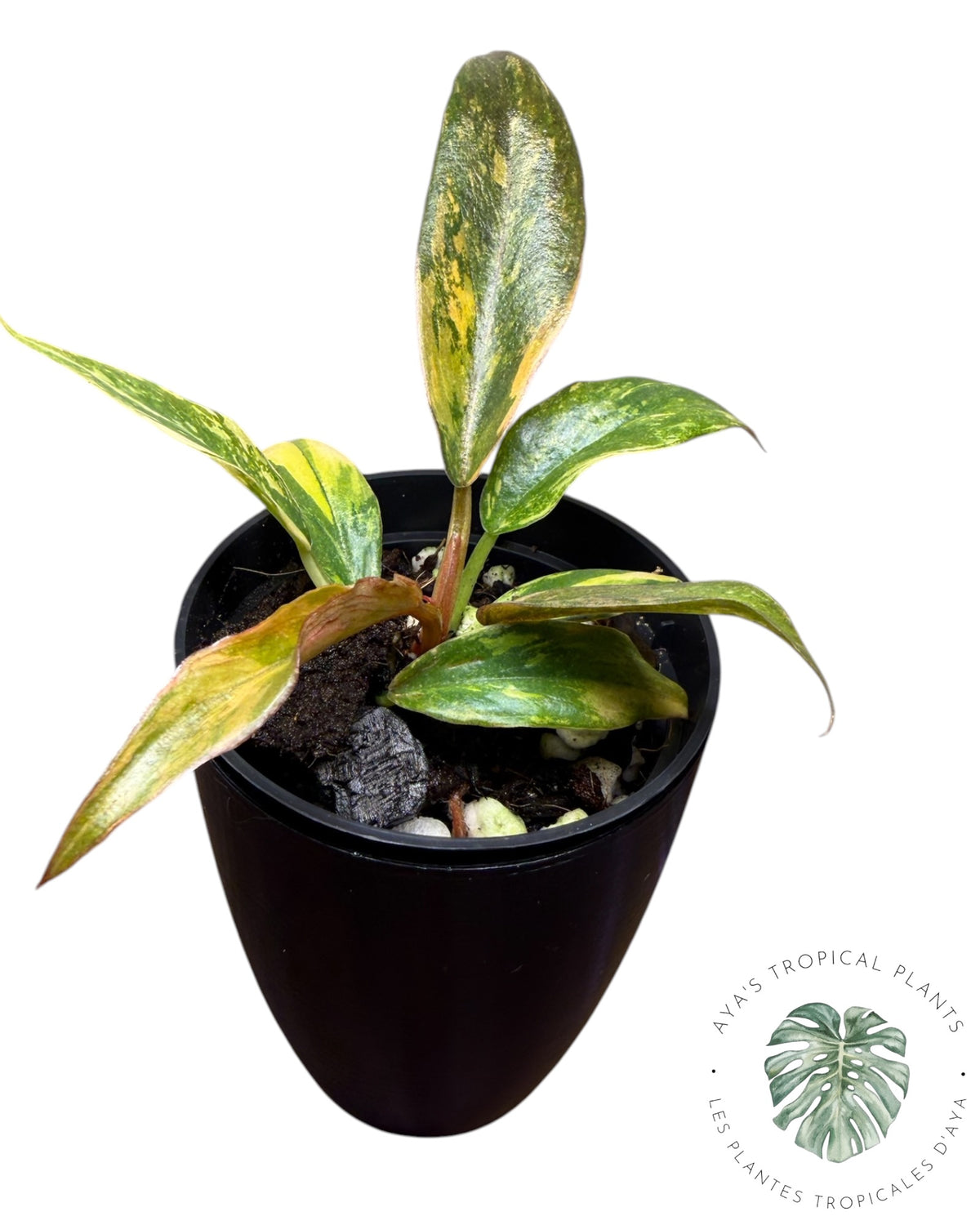 Philodendron Caramel Fire Tiger