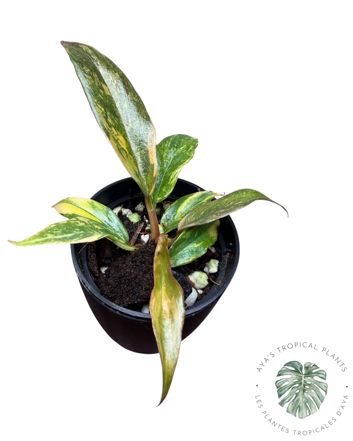 Philodendron Caramel Fire Tiger