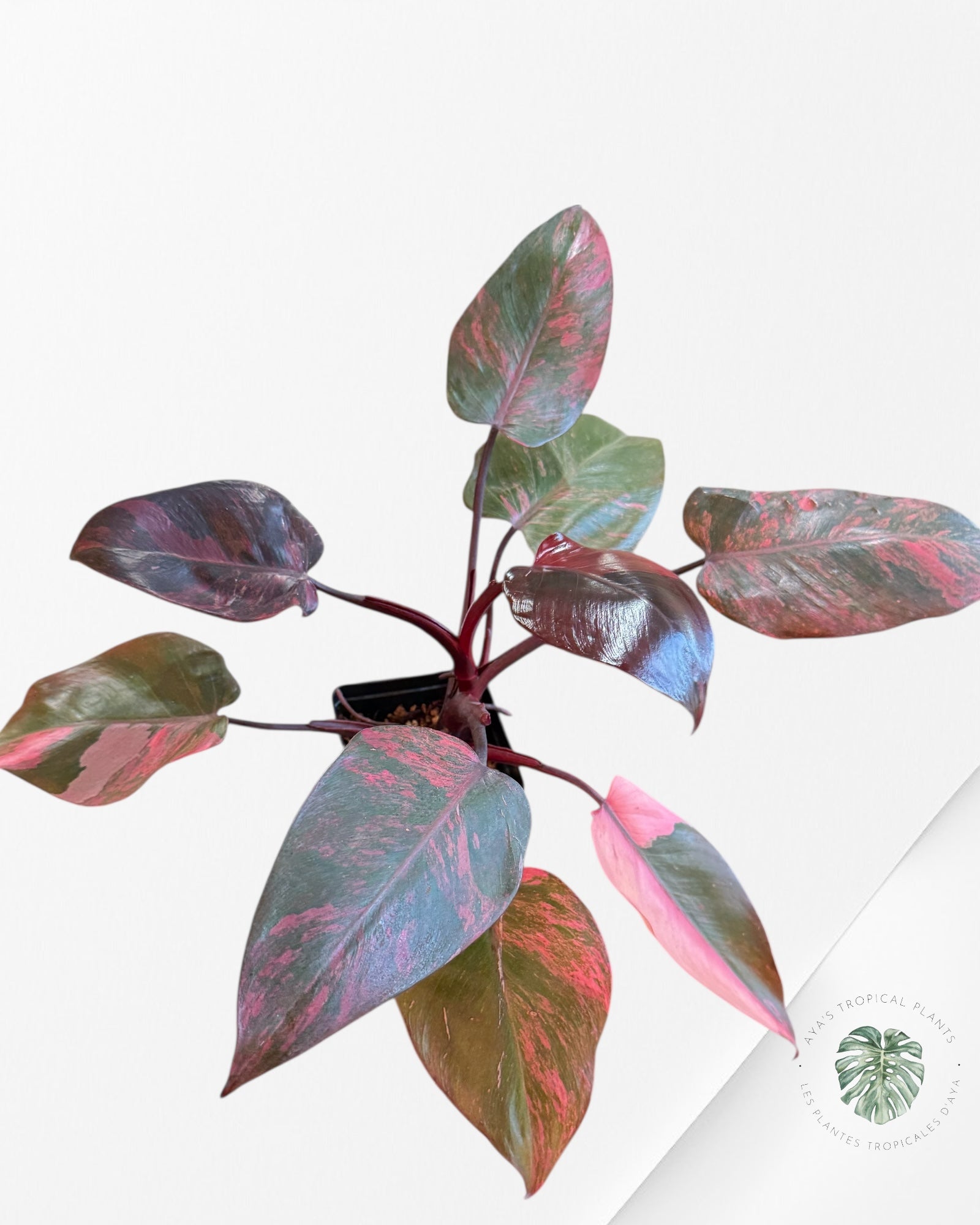 Philodendron Pink Princess Tricolor