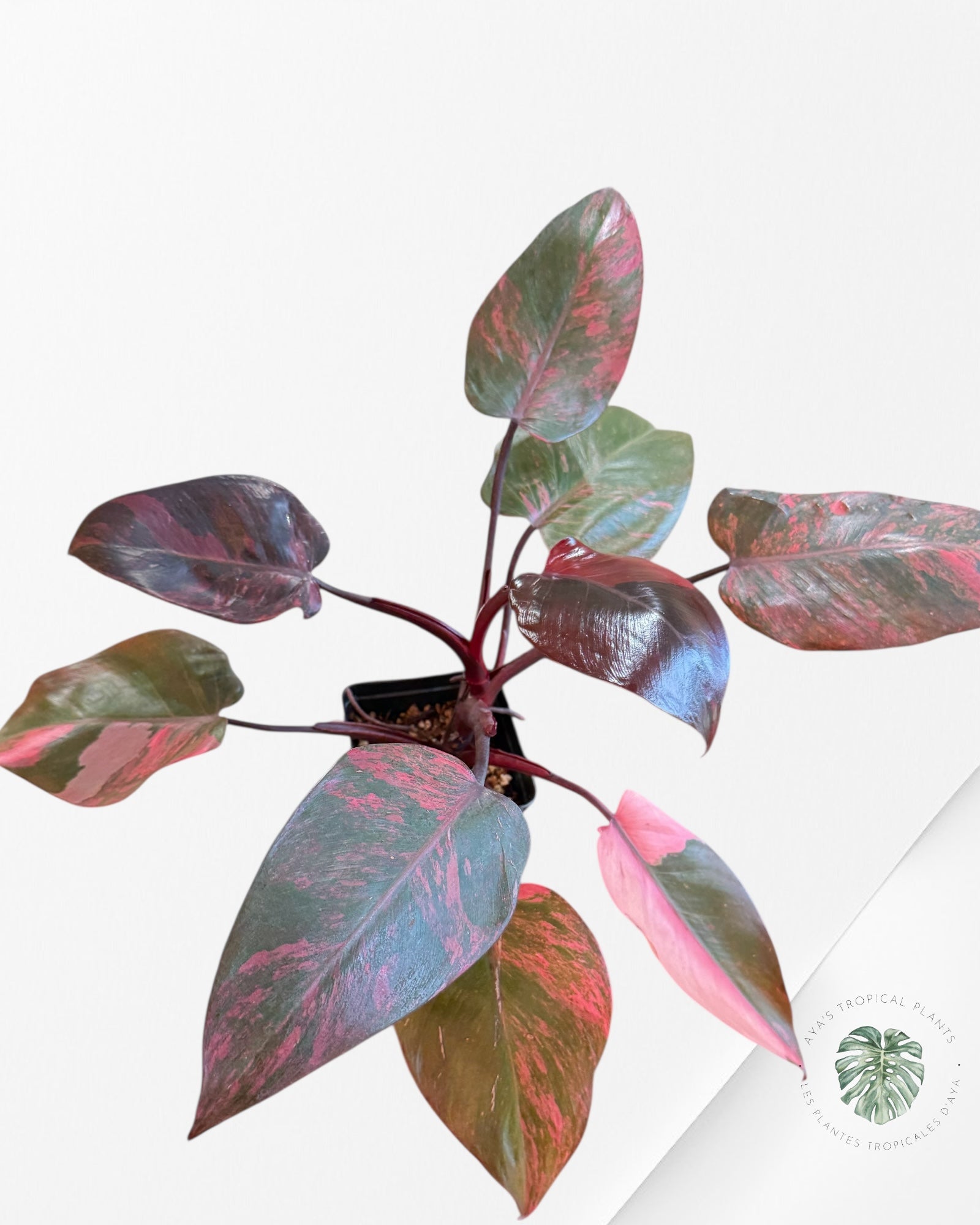 Philodendron Pink Princess Tricolor