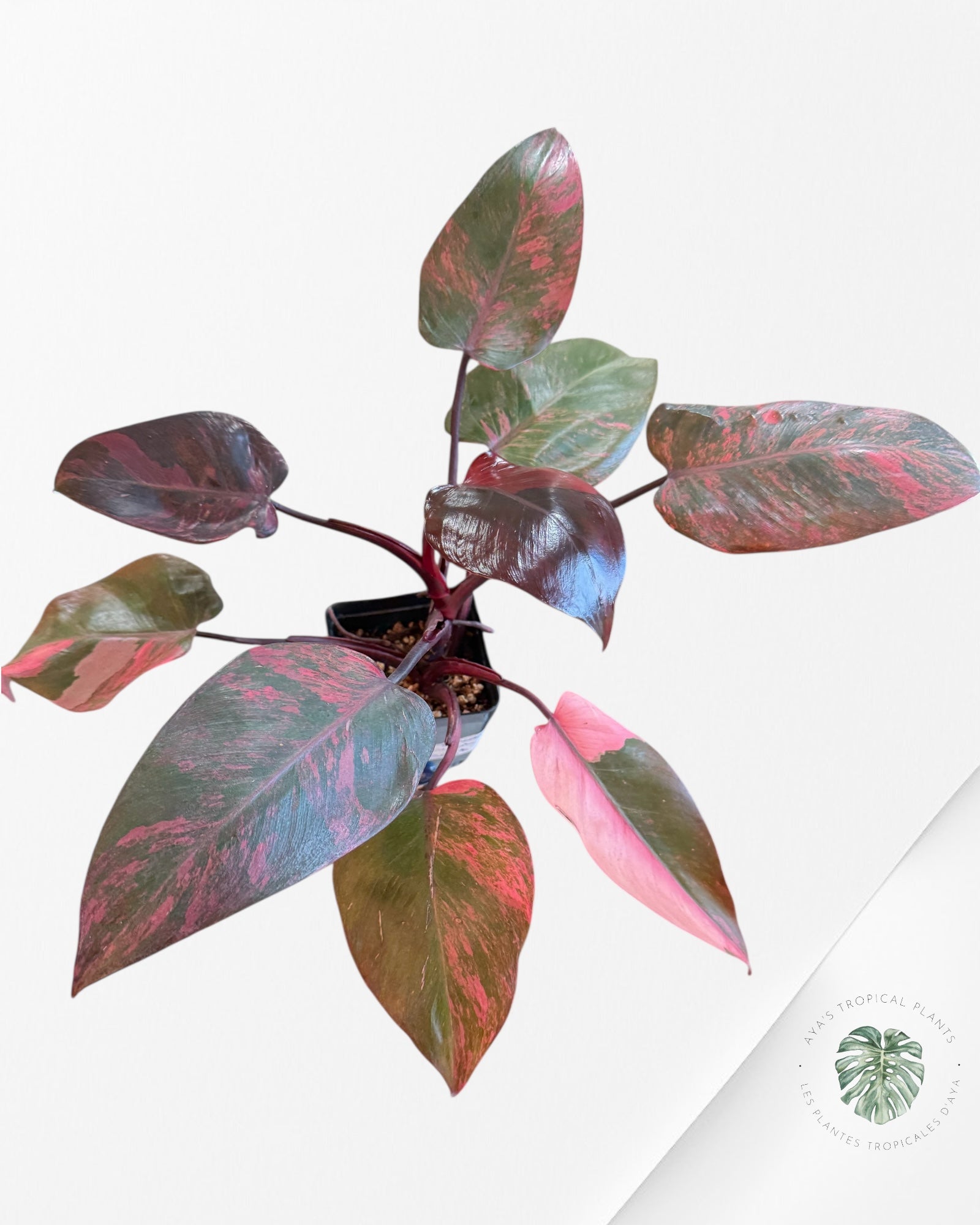Philodendron Pink Princess Tricolor