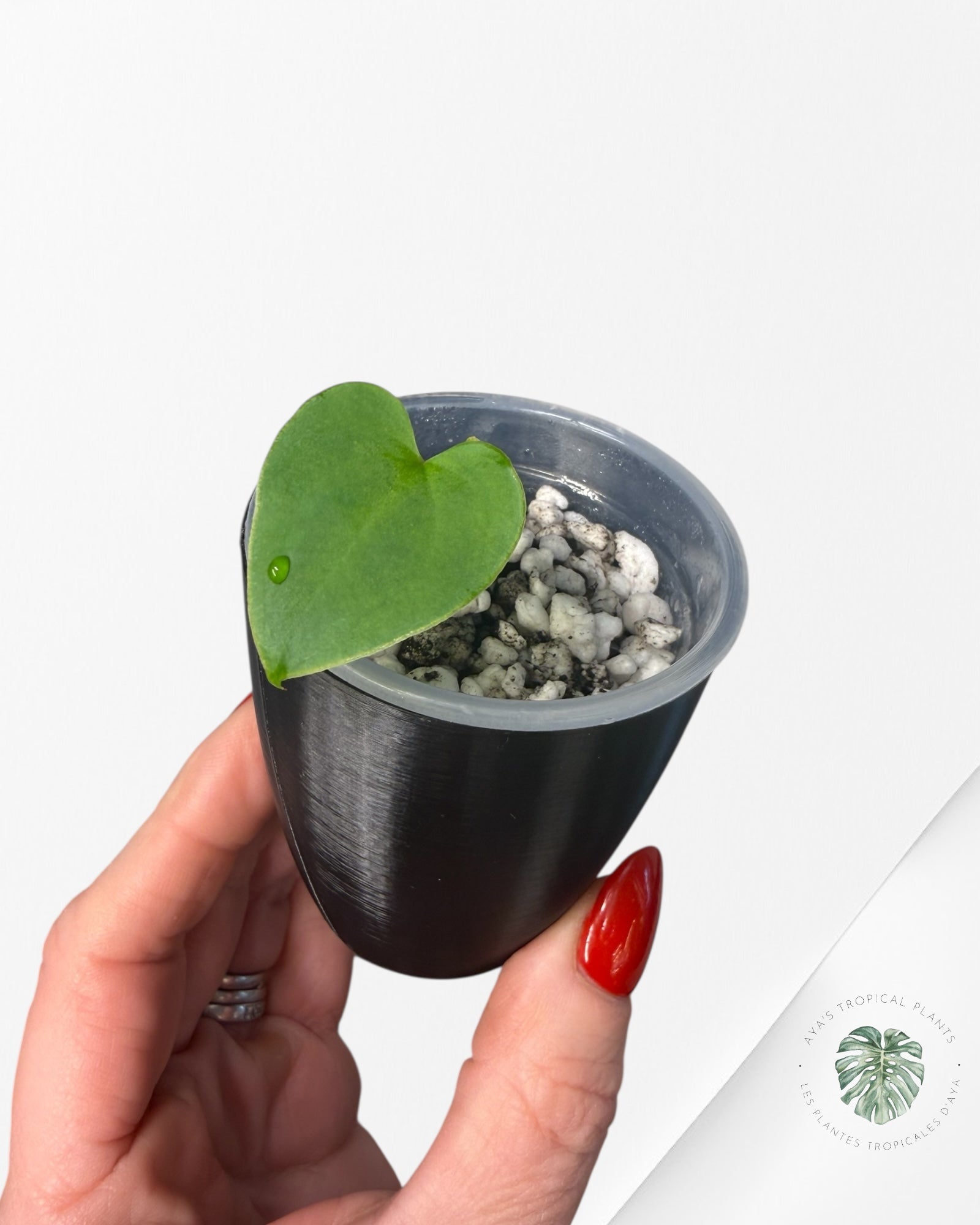 Anthurium Black Magic