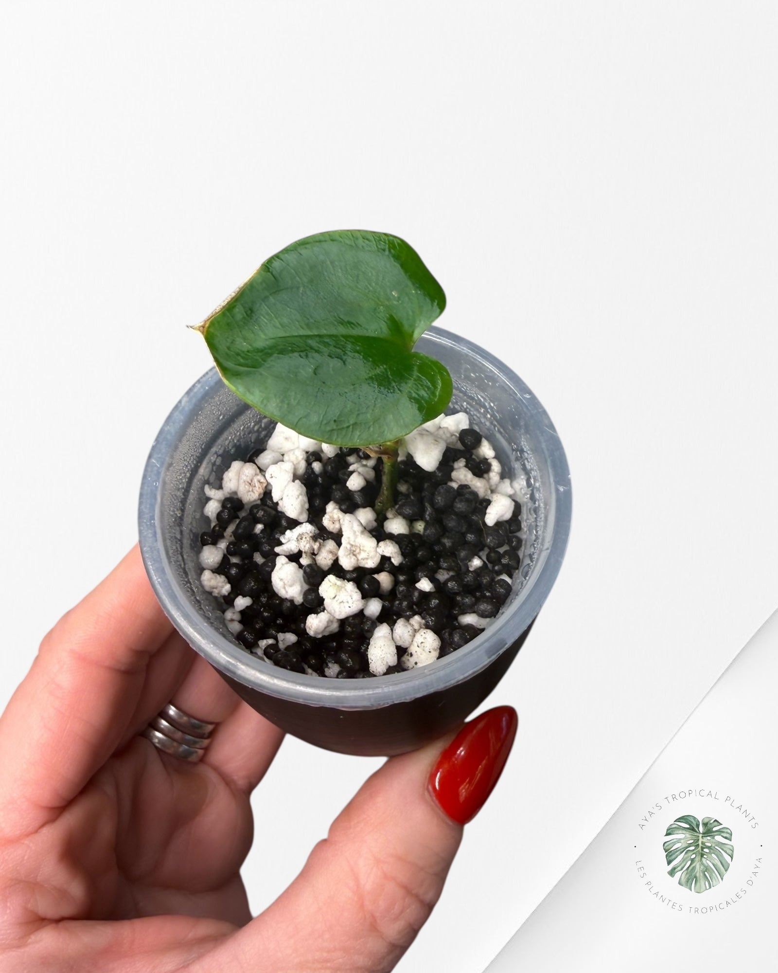 Anthurium Black Magic