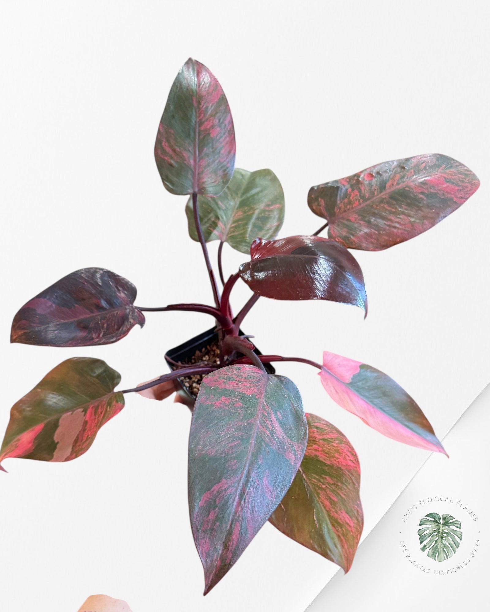 Philodendron Pink Princess Tricolor