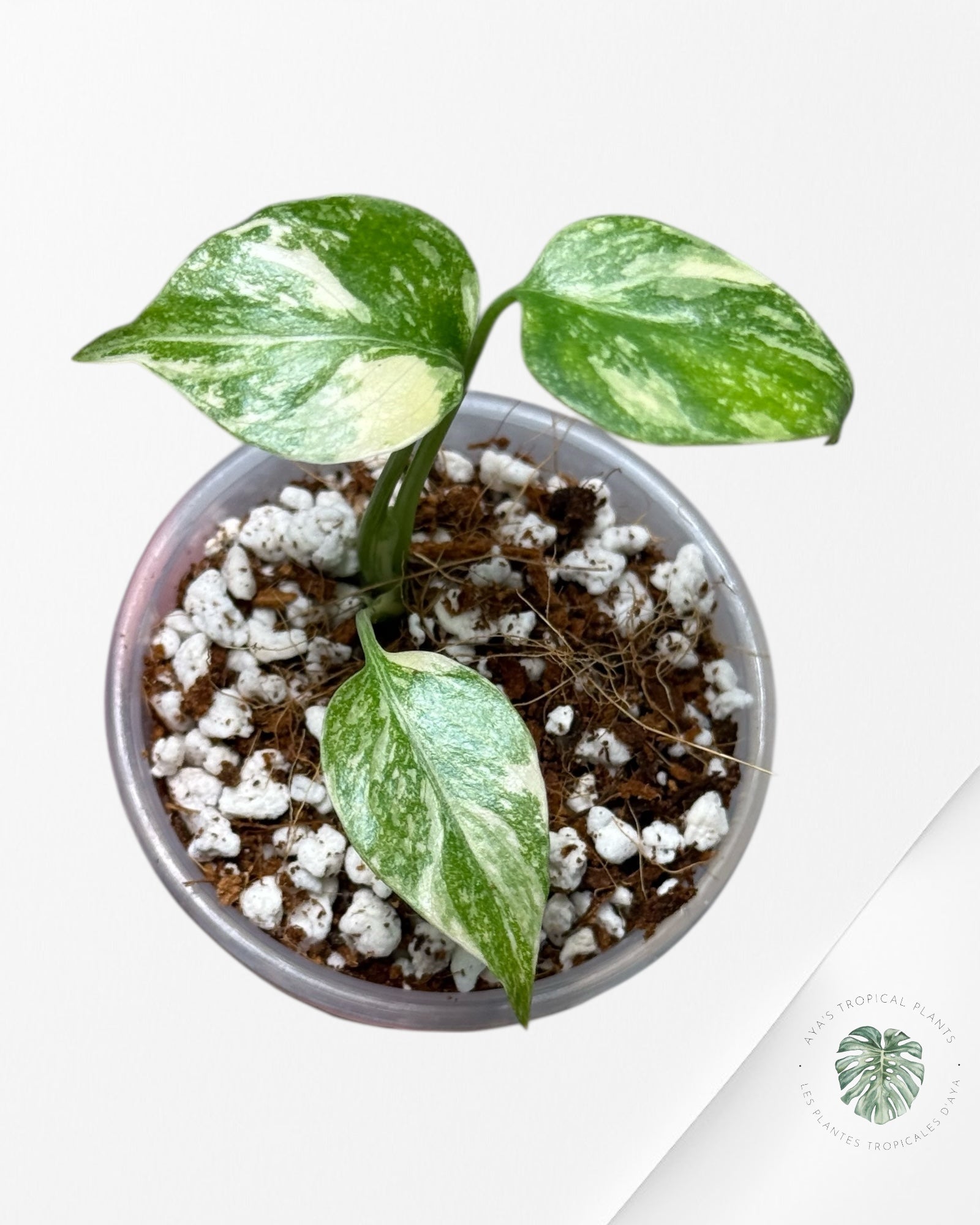 Monstera Thai Constellation Creme Brûlée |Rare TC Plant | Aya's Tropical Plants