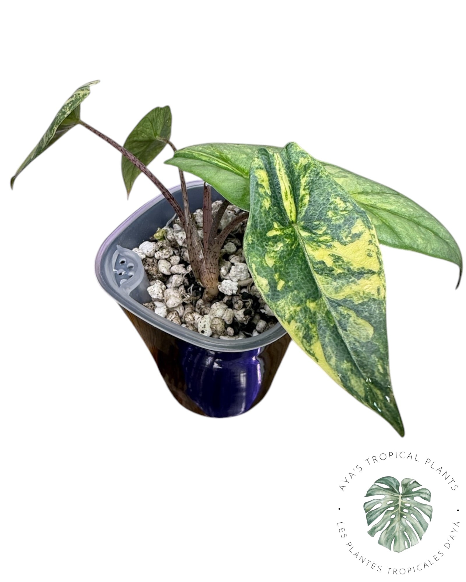 Alocasia Heterophylla Metallic Aurea Variegated