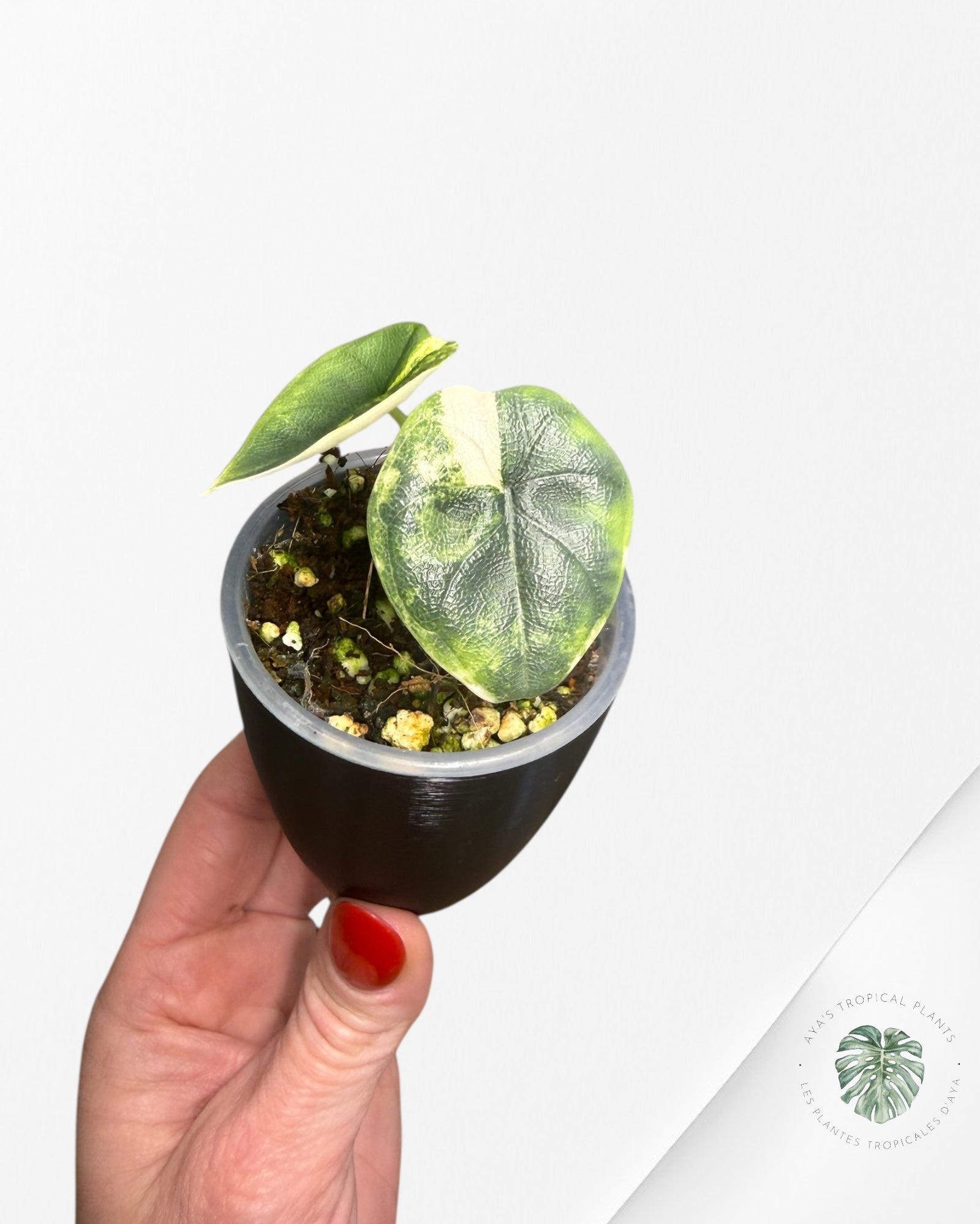 Alocasia Melo Variegated Aurea | Plante rare cultivée en culture tropicale | Plantes tropicales d'Aya