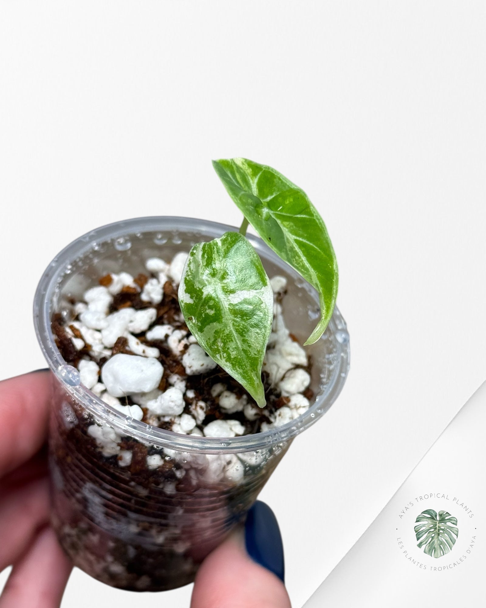 Alocasia Watsoniana Doff. Pink Variegated |Rare TC Plant| Aya's Tropical Plants