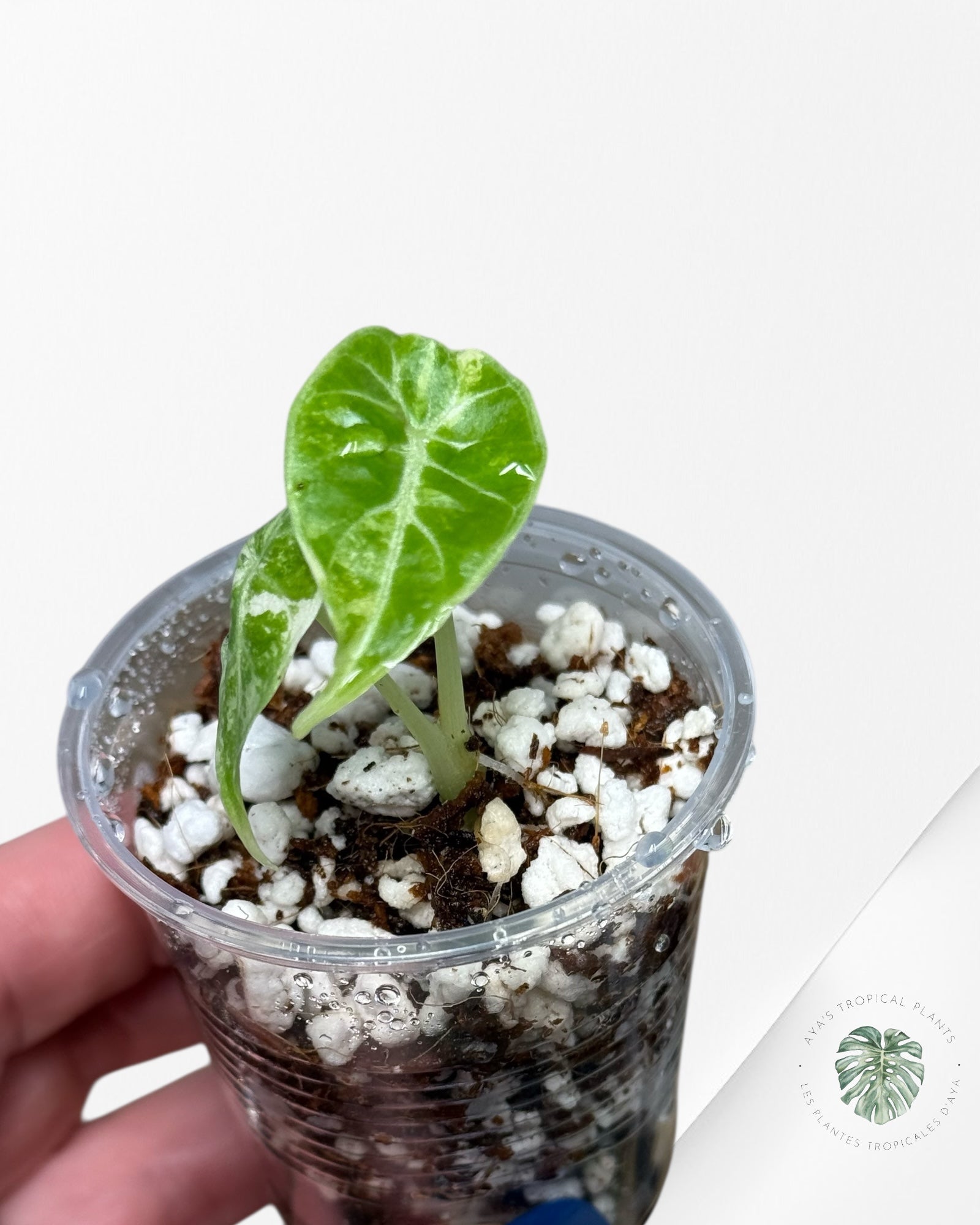 Alocasia Watsoniana Doff. Pink Variegated |Rare TC Plant| Aya's Tropical Plants