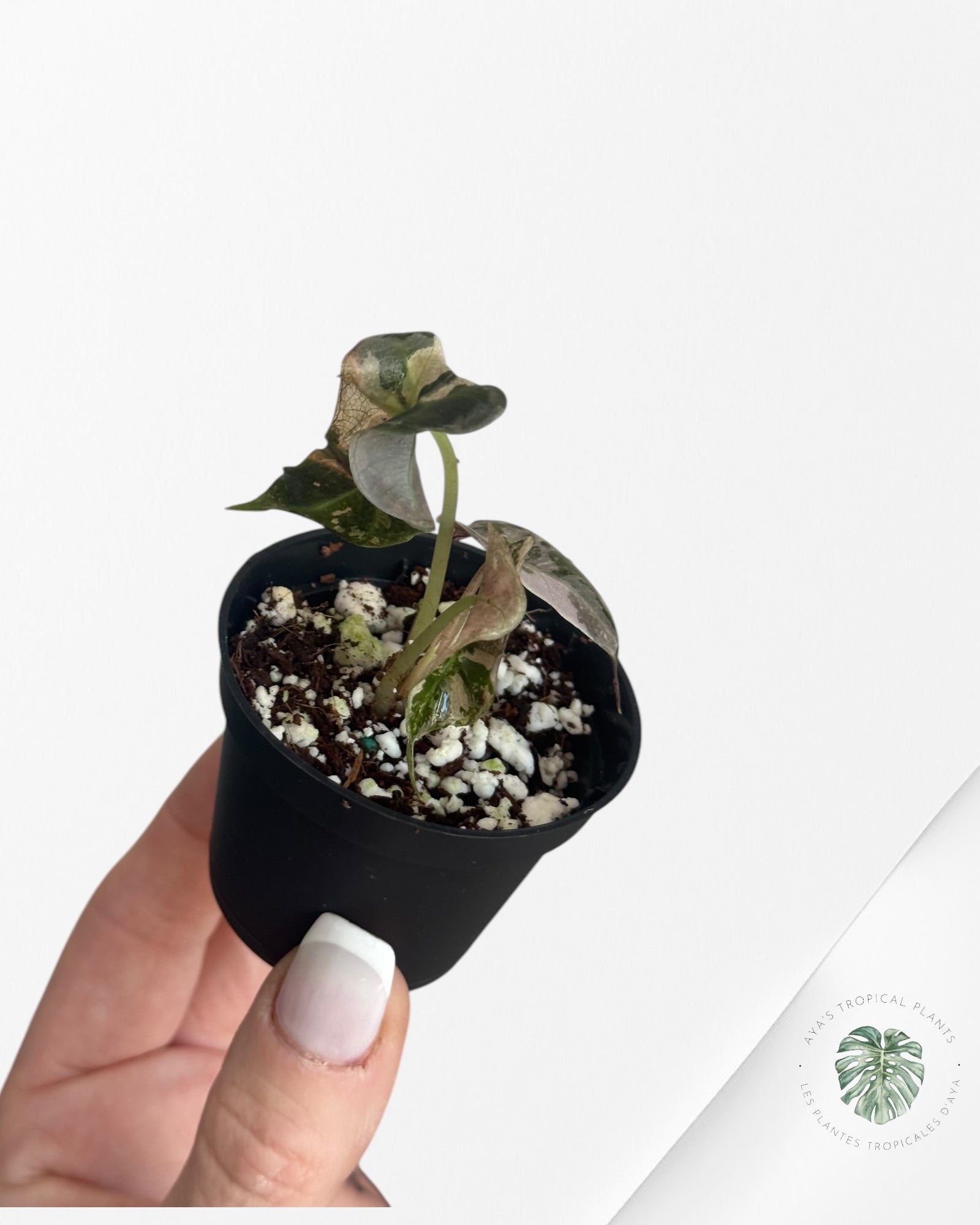 Alocasia Polly Variegata (rose de catégorie A) - ME