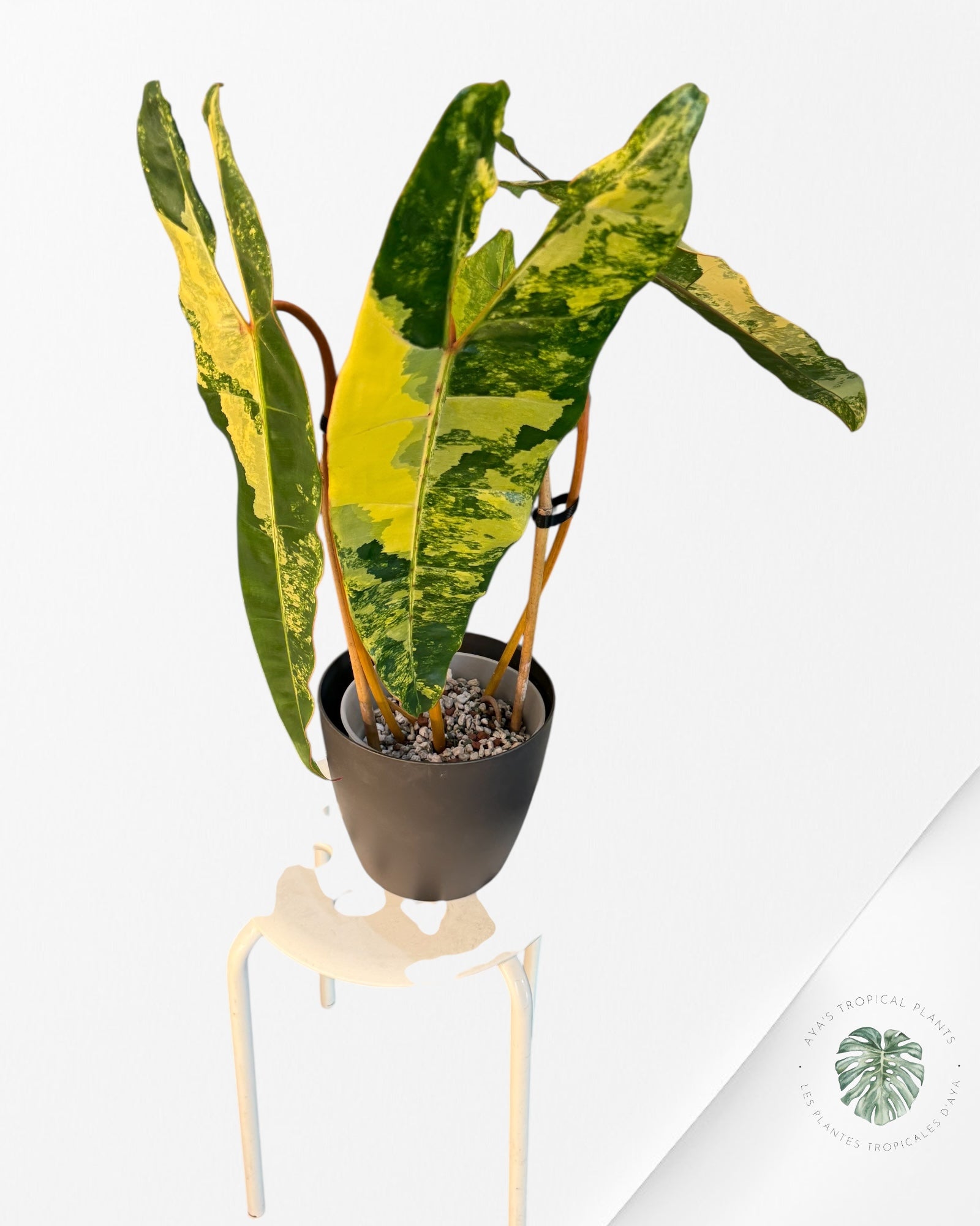 Philodendron Billietiae Variegated