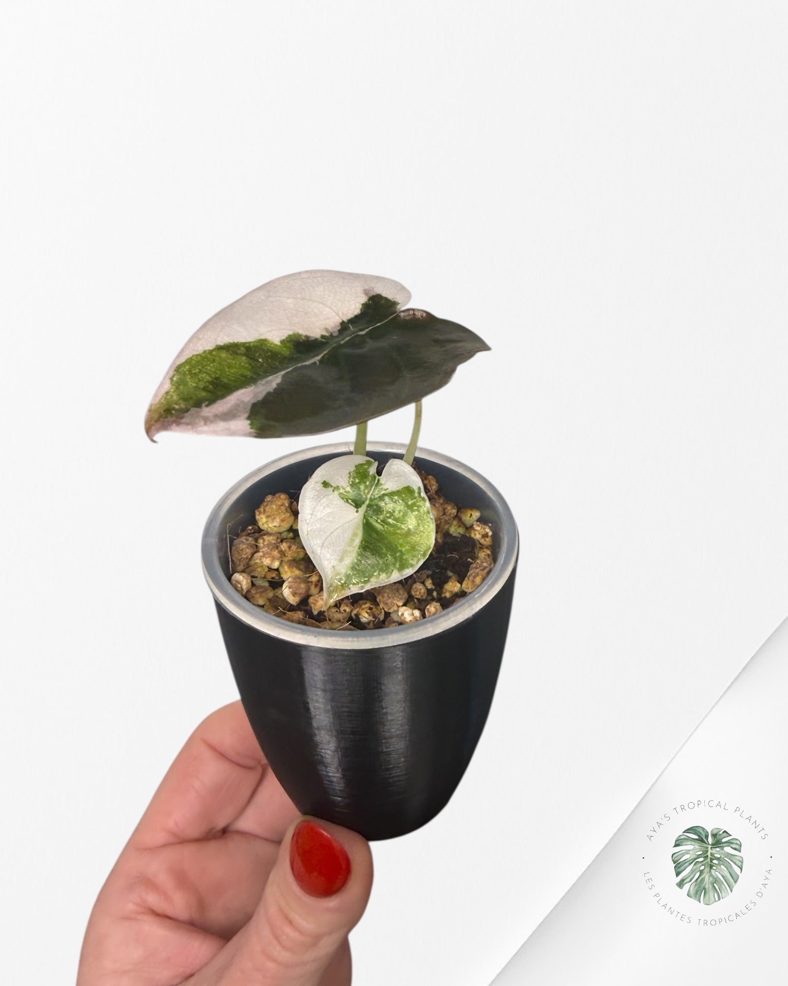 Alocasia Cuprea Albo|Pink Variegated