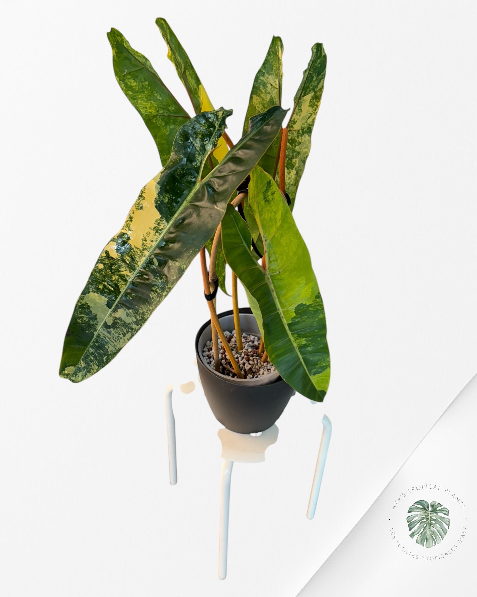 Philodendron Billietiae Variegated