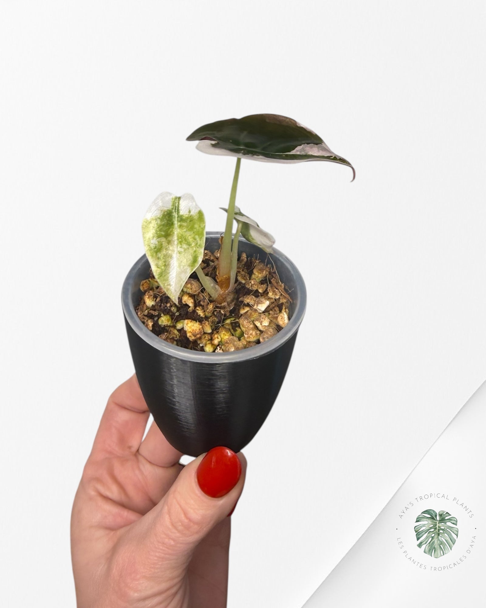 Alocasia Cuprea Albo|Pink Variegated