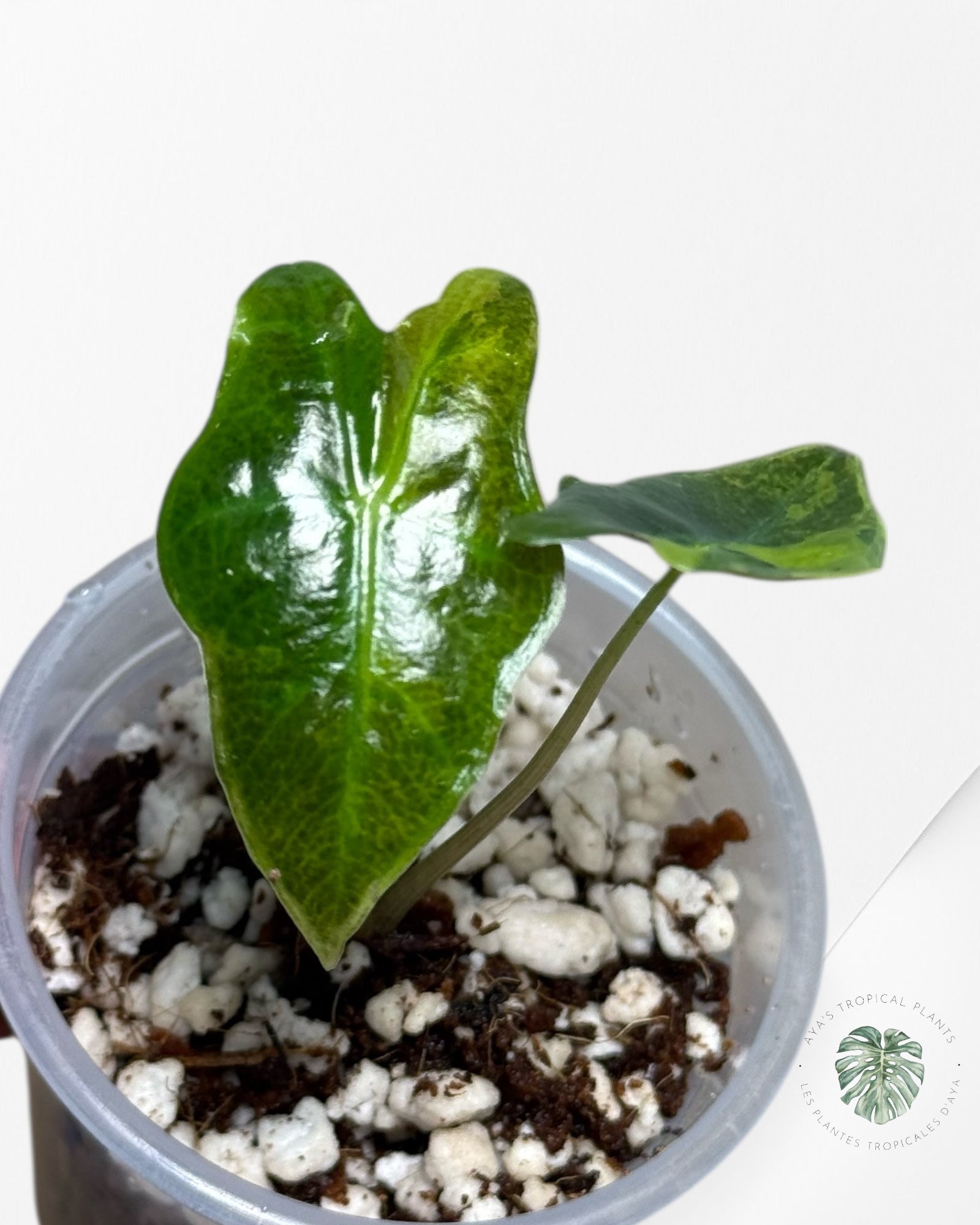 Alocasia Nobilis Variegated Aurea| Rare TC Plant| Aya's Tropical Plants