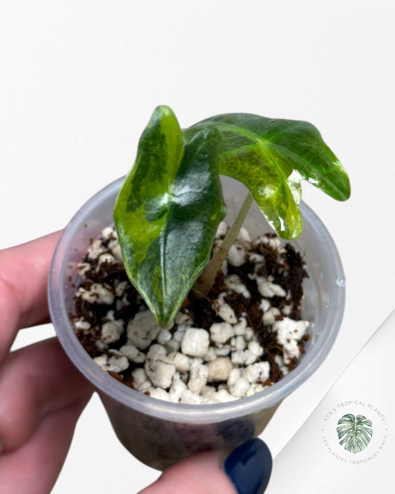 Alocasia Nobilis Variegated Aurea| Rare TC Plant| Aya's Tropical Plants