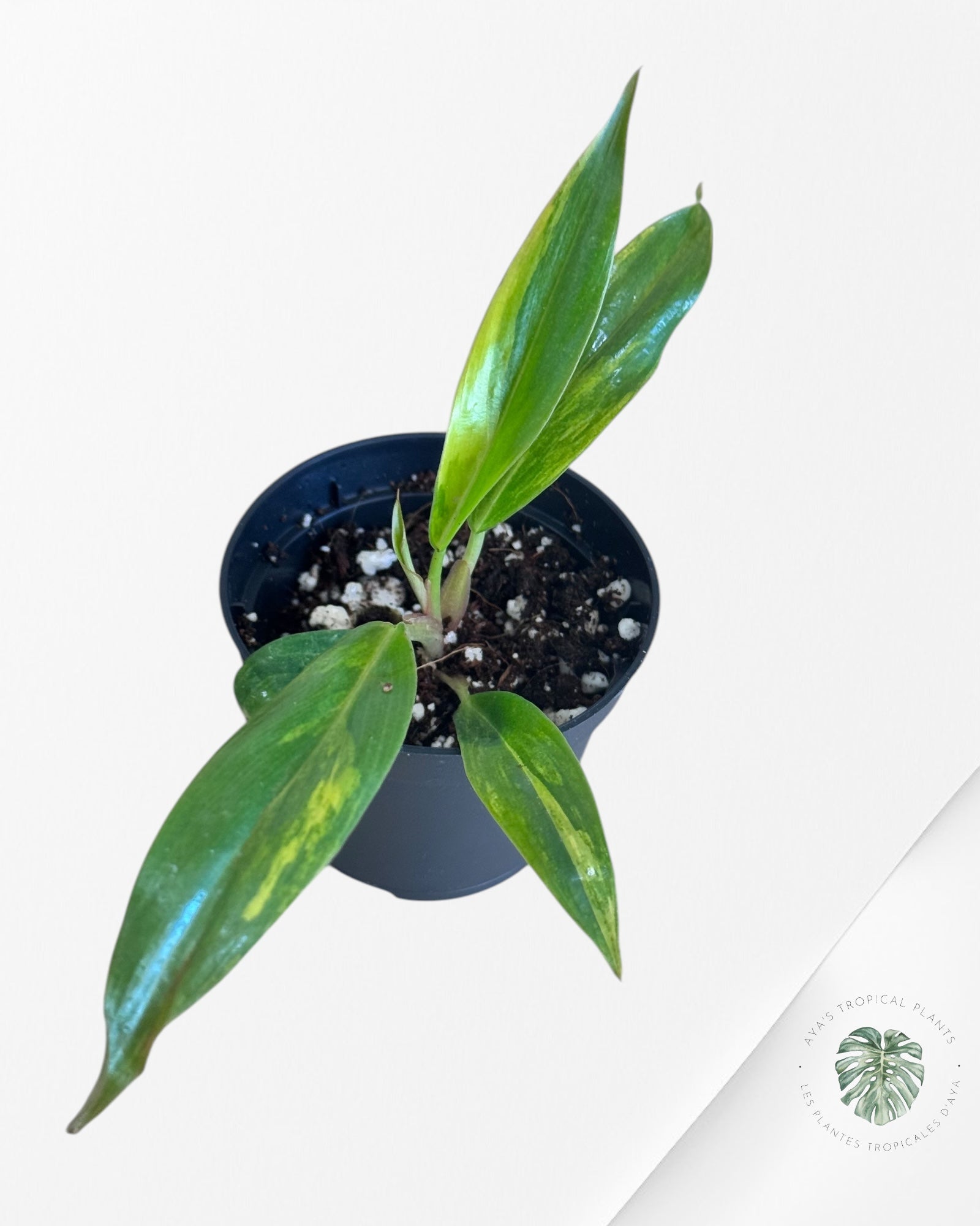 Philodendron Caramel Marble-ME