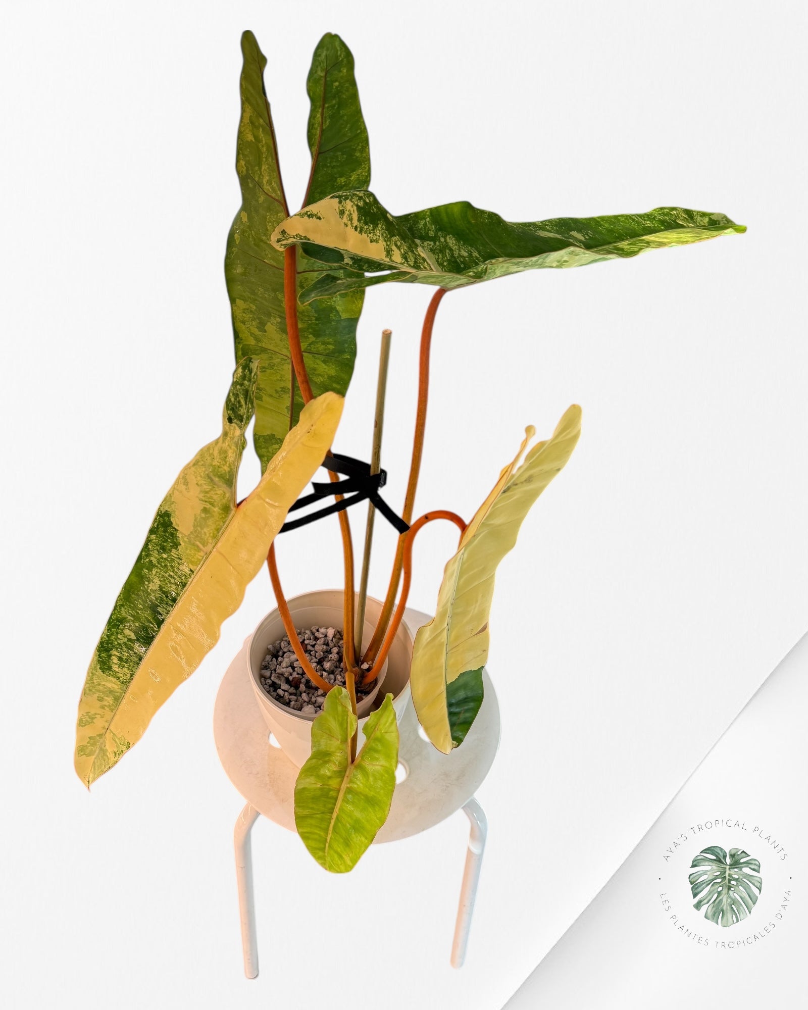 Philodendron Billietiae Variegated-PBV1