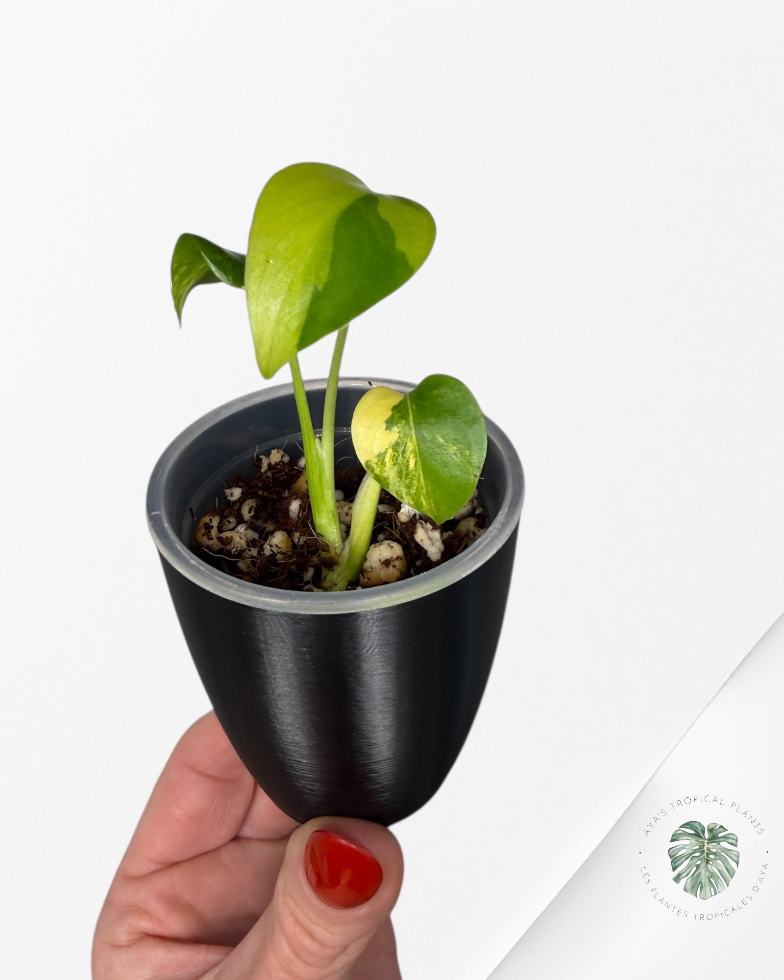 Monstera Deliciosa 'Yellow Marilyn'