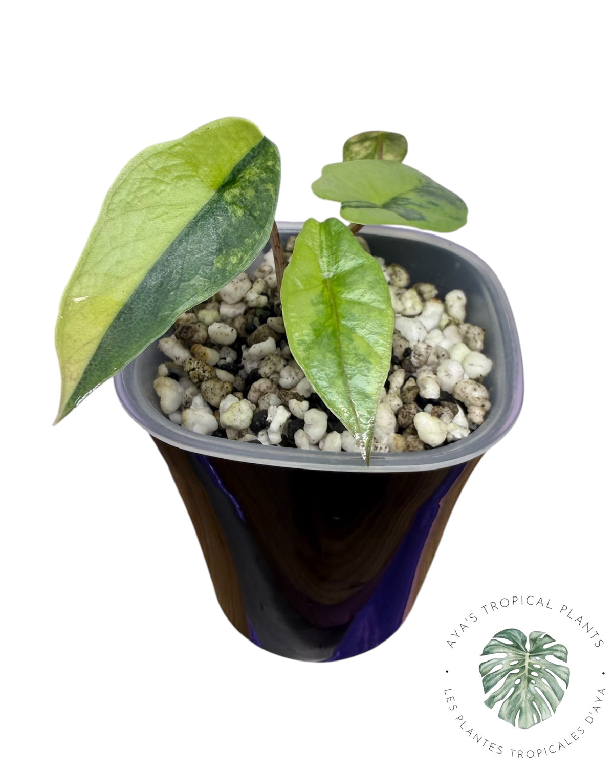 Alocasia Heterophylla Metallic Blue Aurea Variegated