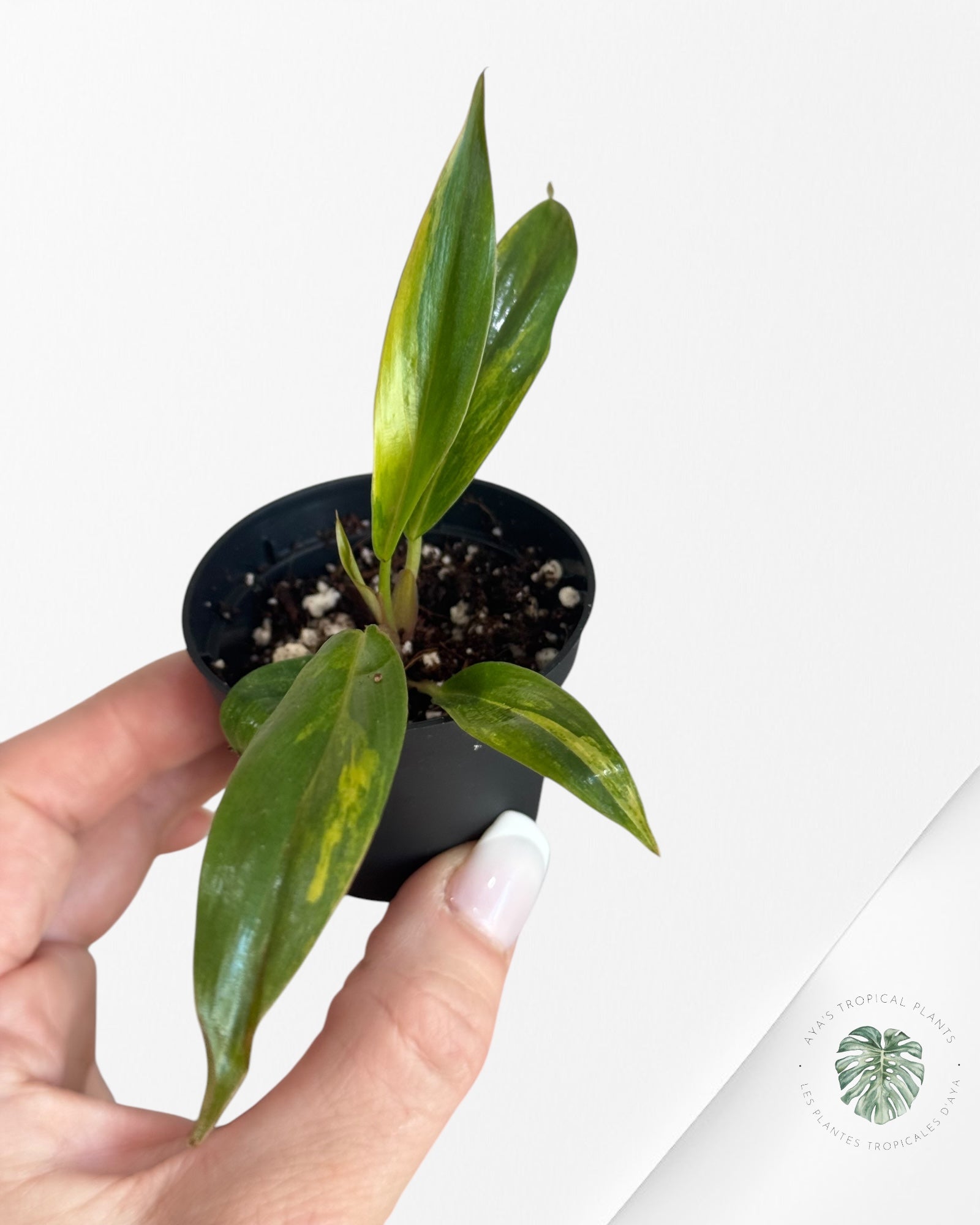 Philodendron Caramel Marble-ME