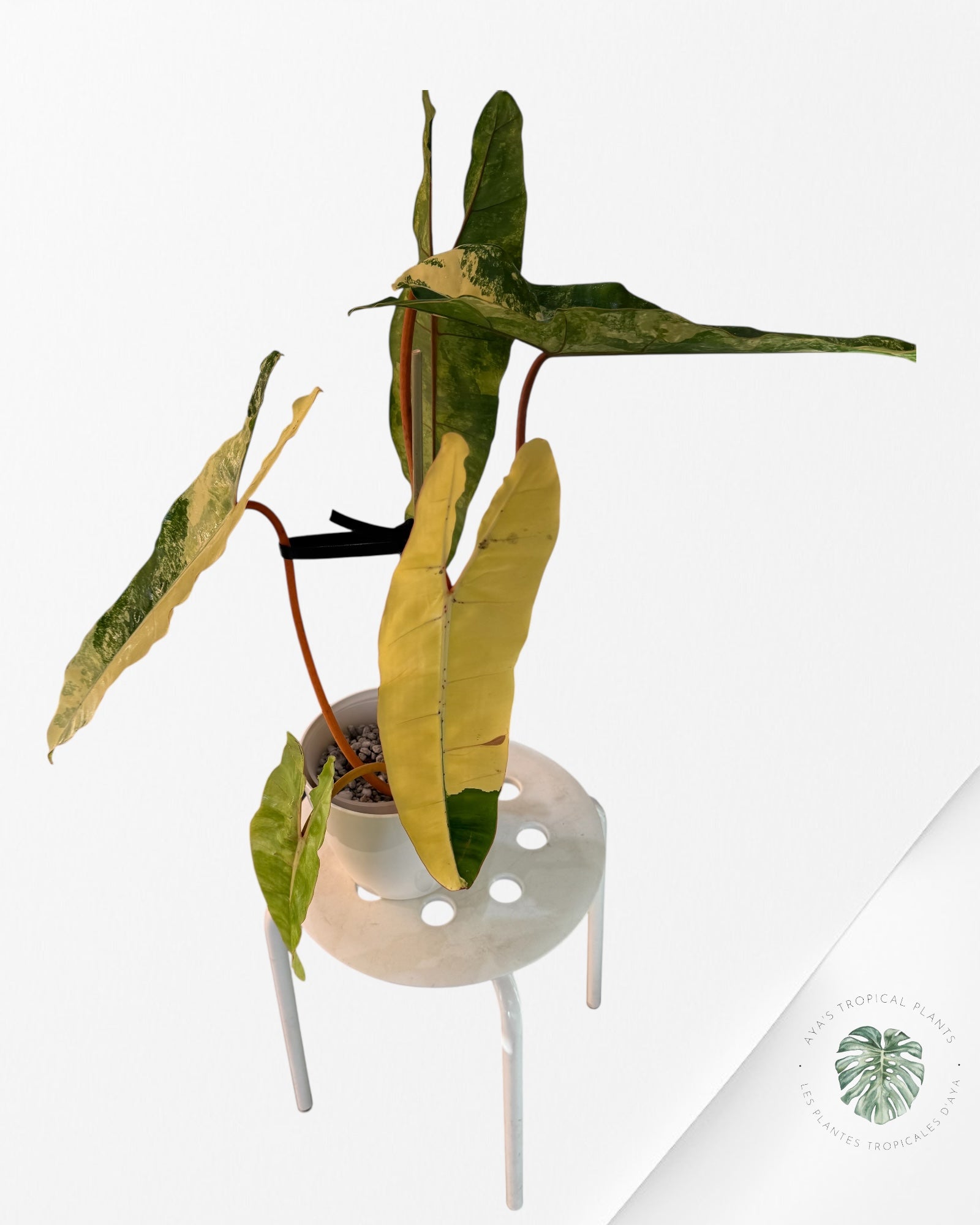 Philodendron Billietiae Variegated-PBV1