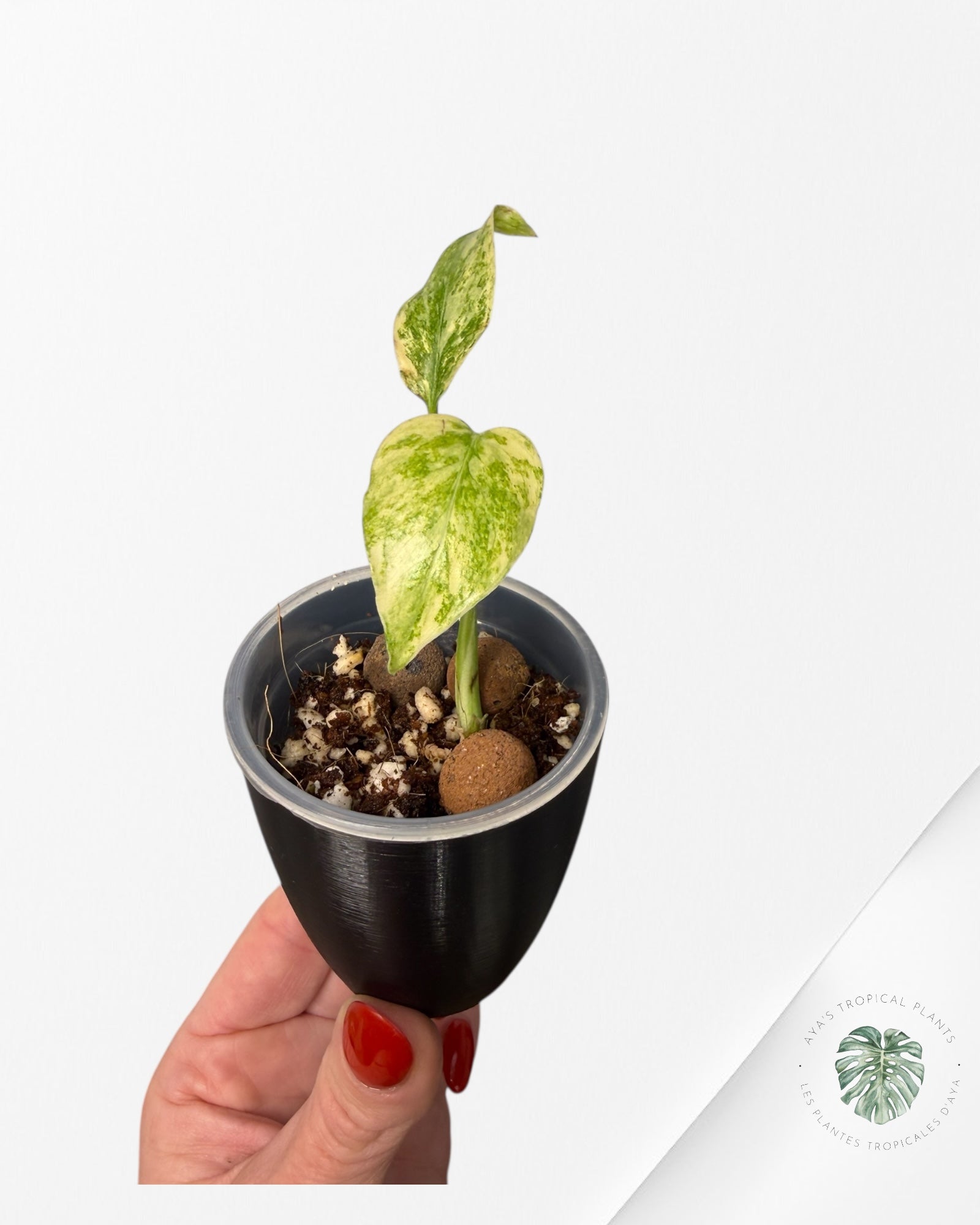 Monstera Deliciosa 'Legacy'