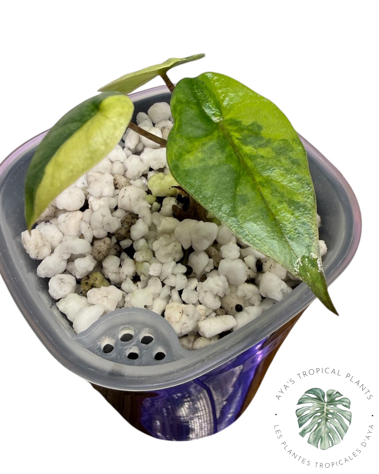 Alocasia Heterophylla Metallic Blue Aurea Panaché