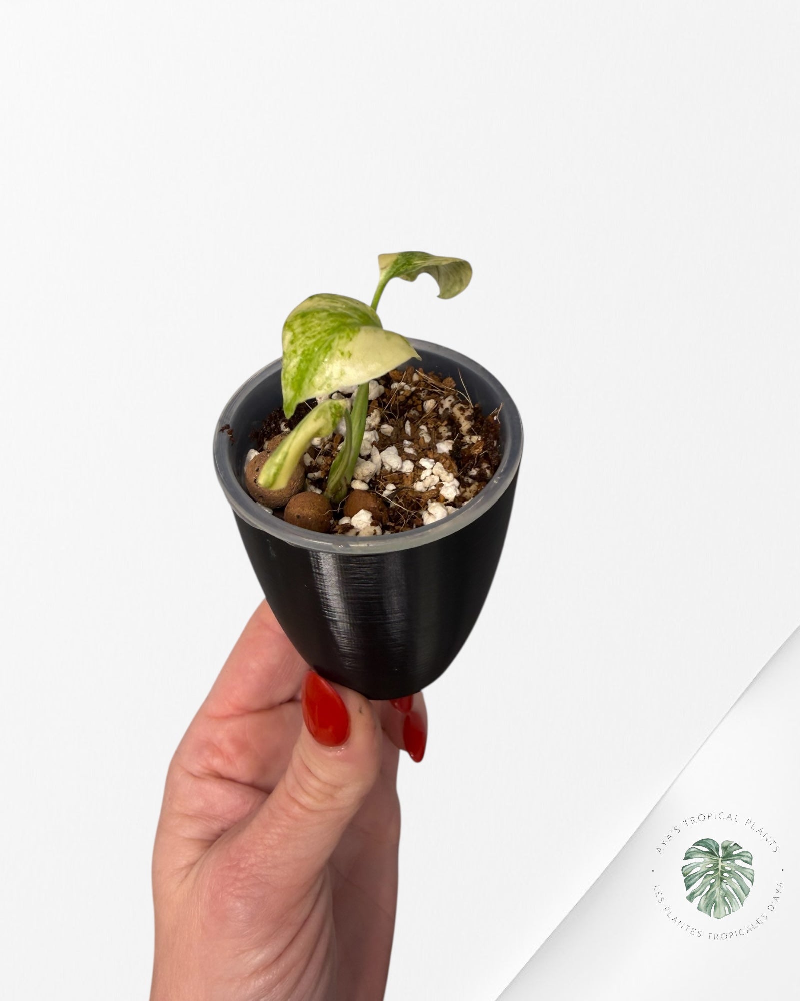 Monstera Deliciosa 'Legacy'